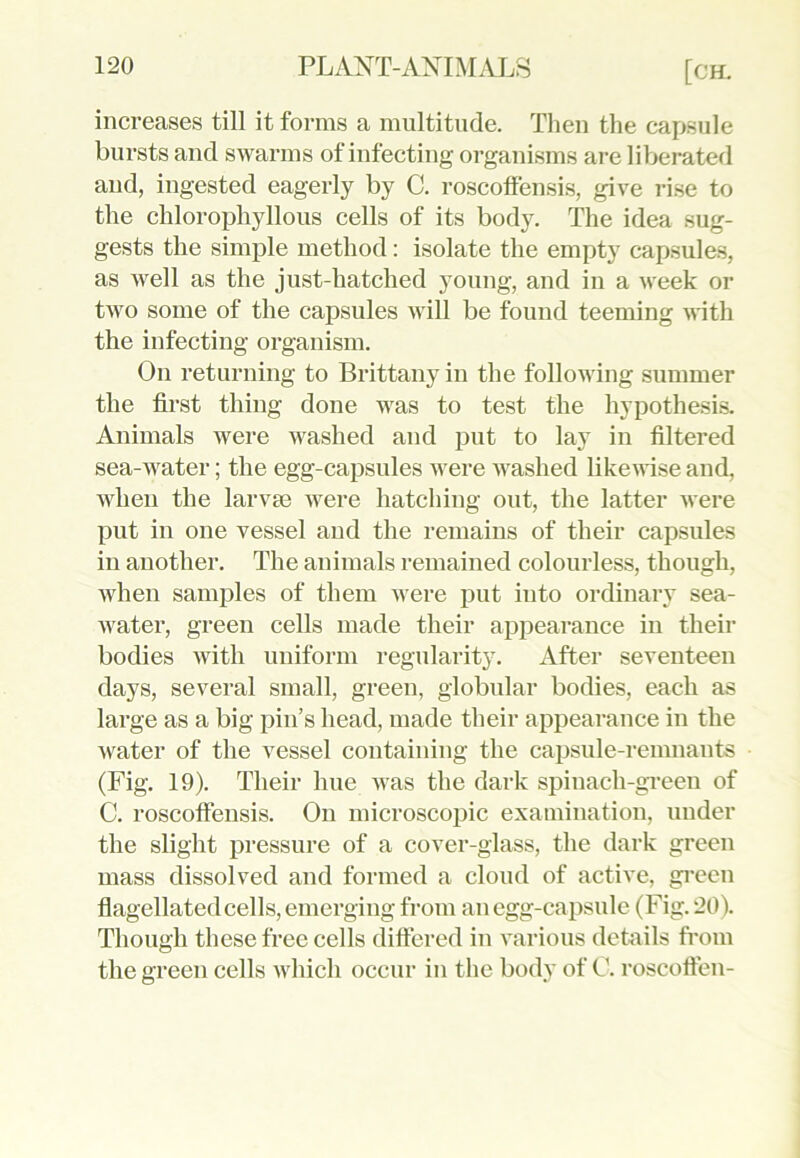 increases till it forms a multitude. Then the capsule bursts and swarms of infecting organisms are liberated and, ingested eagerly by C. roscoffensis, give rise to the chloropliyllous cells of its body. The idea sug- gests the simple method: isolate the empty capsules, as well as the just-hatched young, and in a week or two some of the capsules will be found teeming with the infecting organism. On returning to Brittany in the following summer the first thing done was to test the hypothesis. Animals were washed and put to lay in filtered sea-water; the egg-capsules were washed likewise and, when the larvse were hatching out, the latter were put in one vessel and the remains of their capsules in another. The animals remained colourless, though, when samples of them were put into ordinary sea- water, green cells made their appearance in their bodies with uniform regularity. After seventeen days, several small, green, globular bodies, each as large as a big pin’s head, made their appearance in the water of the vessel containing the capsule-remnants (Fig. 19). Their hue was the dark spinach-green of C. roscoffensis. On microscopic examination, under the slight pressure of a cover-glass, the dark green mass dissolved and formed a cloud of active, green flagellated cells, emerging from an egg-capsule (Fig. 20). Though these free cells differed in various details from the green cells which occur in the body of C. roscoffen-