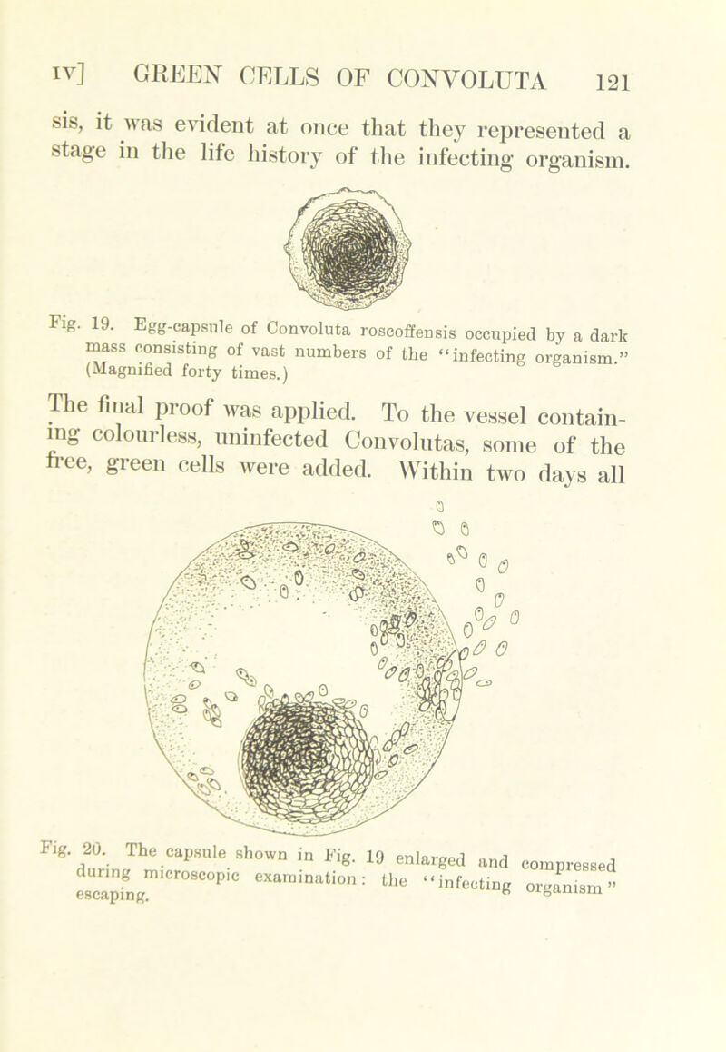 sis, it was evident at once that they represented a stage in the life history of the infecting organism. Flg. 19. Egg-capsule of Convoluta roscoffensis occupied by a dark mass consisting of vast numbers of the “infecting organism.” (Magnified forty times.) The final proof was applied. To the vessel contain- ing colourless, uninfected Convolutas, some of the tree, green cells were added. Within two days all o Fig. 20. The capsule shown in Fig. 19 enlarged and during microscopic examination: the “infeetinc escaping. ” compressed organism ”