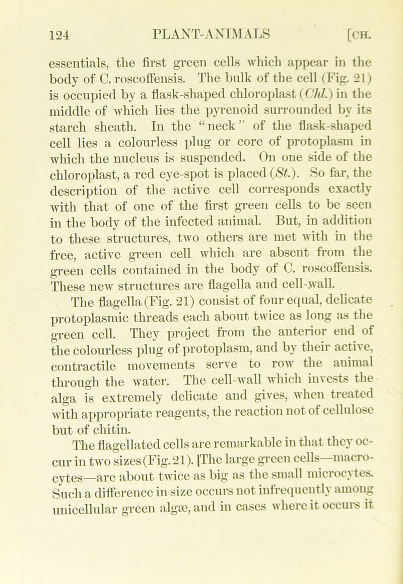 essentials, the first green cells which appear in the body of C. roscoffensis. The bulk of the cell (Fig. 21) is occupied by a flask-shaped chloroplast (CM.) in the middle of which lies the pyrenoid surrounded by its starch sheath. In the “neck” of the flask-shaped cell lies a colourless plug or core of protoplasm in which the nucleus is suspended. On one side of the chloroplast, a red eye-spot is placed (St.). So far, the description of the active cell corresponds exactly with that of one of the first green cells to be seen in the body of the infected animal. But, in addition to these structures, two others are met with in the free, active green cell which are absent from the green cells contained in the body of C. roscoffensis. These new structures are flagella and cell-wall. The flagella (Fig. 21) consist of four equal, delicate protoplasmic threads each about twice as long as the green cell. They project from the anterior end of the colourless plug of protoplasm, and by their active, contractile movements serve to row the animal through the water. The cell-wall which invests the alga is extremely delicate and gives, when treated with appropriate reagents, the reaction not of cellulose but of chitin. The flagellated cells are remarkable in that they oc- cur in two sizes (Fig. 21). |The large green cells—macro- cytes_are about twice as big as the small microcytes. Such a difference in size occurs not infrequently among unicellular green algae, and in cases where it occurs it