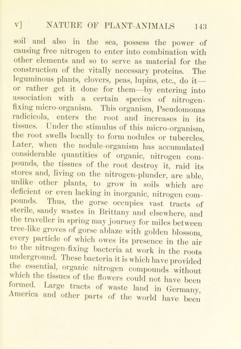 soil and also in the sea, possess the power of causing free nitrogen to enter into combination with other elements and so to serve as material for the construction of the vitally necessary proteins. The leguminous plants, clovers, peas, lupins, etc., do it— or rather get it done for them—by entering into association with a certain species of nitrogen- fixing micro-organism. This organism, Pseudomonas radicicola, enters the root and increases in its tissues. Under the stimulus of this micro-organism, the root swells locally to form nodules or tubercles! Latei, when the nodule-organism has accumulated considerable quantities of organic, nitrogen com- pounds, the tissues of the root destroy it, raid its stores and, living on the nitrogen-plunder, are able, unlike other plants, to grow in soils which are deficient or even lacking in inorganic, nitrogen com- pounds. Thus, the gorse occupies vast tracts of sterile, sandy wastes in Brittany and elsewhere, and the traveller in spring may journey for miles between tree-like groves of gorse ablaze with golden blossom, e\ei \ particle of which owes its presence in the air to the nitrogen-fixing bacteria at work in the roots underground. These bacteria it is which have provided the essential, organic nitrogen compounds without which the tissues of the flowers could not have been formed. Large tracts of waste land in Germany America and other parts of the world have been