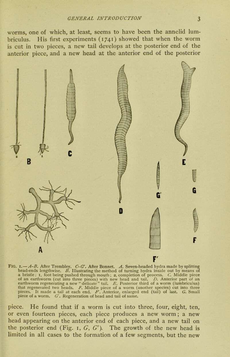 worms, one of which, at least, seems to have been the annelid lum- briculus. His first experiments (1741) showed that when the worm is cut in two pieces, a new tail develops at the posterior end of the anterior piece, and a new head at the anterior end of the posterior Fig. I. — ^-5. After Trembley, C-G'. After Bonnet. A(. Seven-headed hydra made by splitting head-ends lengthwise. B. Illustrating the method of turning hydra inside out by means of a bristle; i, foot being pushed through mouth; 2, completion of process. C. Middle piece of an earthworm (cut into three pieces) with new head and tail. D. Anterior part of an earthworm regenerating a new “ delicate ’’ tail. E. Posterior third of a worm (lumbriculus) that regenerated two heads. F. Middle piece of a worm (another species) cut into three pieces. It made a tail at each end. F. Anterior, enlarged end (tail) of last. G. Small piece of a worm. G'. Regeneration of head and tail of same. piece. He found that if a worm is cut into three, four, eight, ten, or even fourteen pieces, each piece produces a new worm ; a new head appearing on the anterior end of each piece, and a new tail on the posterior end (Fig. i, G, G'). The growth of the new head is limited in all cases to the formation of a few segments, but the new