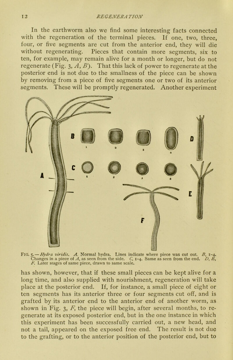 In the earthworm also we find some interesting facts connected with the regeneration of the terminal pieces. If one, two, three, four, or five segments are cut from the anterior end, they will die without regenerating. Pieces that contain more segments, six to ten, for example, may remain alive for a month or longer, but do not regenerate (Fig. 3, A, S'). That this lack of power to regenerate at the posterior end is not due to the smallness of the piece can be shown by removing from a piece of five segments one or two of its anterior segments. These will be promptly regenerated. Another experiment has shown, however, that if these small pieces can be kept alive for a long time, and also supplied with nourishment, regeneration will take place at the posterior end. If, for instance, a small piece of eight or ten segments has its anterior three or four segments cut off, and is grafted by its anterior end to the anterior end of another worm, as shown in Fig. 3, F, the piece will begin, after several months, to re- generate at its exposed posterior end, but in the one instance in which this experiment has been successfully carried out, a new head, and not a tail, appeared on the exposed free end. The result is not due to the grafting, or to the anterior position of the posterior end, but to