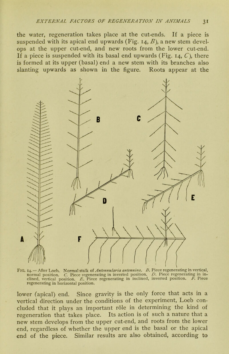 the water, regeneration takes place at the cut-ends. If a piece is suspended with its apical end upwards (Fig. 14, B), a new stem devel- ops at the upper cut-end, and new roots from the lower cut-end. If a piece is suspended with its basal end upwards (Fig. 14, C), there is formed at its upper (basal) end a new stem with its branches also slanting upwards as shown in the figure. Roots appear at the Fig. 14. — After Loeh. Normal stalk of Antennularia a>7ten?tina. B. Piece regenerating in vertical, normal position. C. Piece regenerating in inverted position. D. Piece regenerating in in- clined, vertical position. E. Piece regenerating in inclined, inverted position. E. Piece regenerating in horizontal position. lower (apical) end. Since gravity is the only force that acts in a vertical direction under the conditions of the experiment, Loeb con- cluded that it plays an important role in determining the kind of regeneration that takes place. Its action is of such a nature that a new stem develops from the upper cut-end, and roots from the lower end, regardless of whether the upper end is the basal or the apical end of the piece. Similar results are also obtained, according to