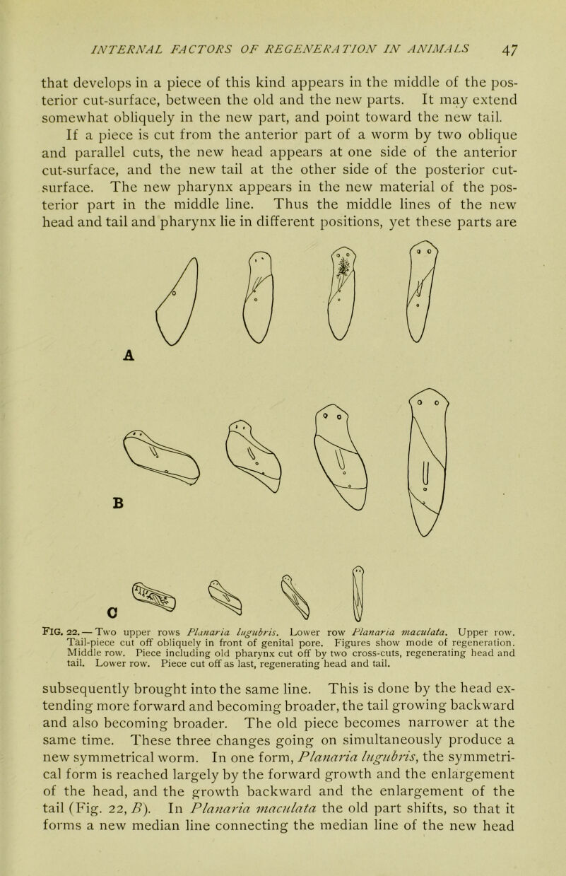 that develops in a piece of this kind appears in the middle of the pos- terior cut-surface, between the old and the new parts. It may extend somewhat obliquely in the new part, and point toward the new tail. If a piece is cut from the anterior part of a worm by two oblique and parallel cuts, the new head appears at one side of the anterior cut-surface, and the new tail at the other side of the posterior cut- surface. The new pharynx appears in the new material of the pos- terior part in the middle line. Thus the middle lines of the new head and tail and pharynx lie in different positions, yet these parts are Fig. 22. — Two upper rows Planaria Ingubris. Lower row Planaria maczilata. Upper row. Tail-piece cut off obliquely in front of genital pore. Figures show mode of regeneration. Middle row. Piece including old pharynx cut off by two cross-cuts, regenerating head and tail. Lower row. Piece cut off as last, regenerating head and tail. subsequently brought into the same line. This is done by the head ex- tending more forward and becoming broader, the tail growing backward and also becoming broader. The old piece becomes narrower at the same time. These three changes going on simultaneously produce a new symmetrical worm. In one form, Planaria Ingubris, the symmetri- cal form is reached largely by the forward growth and the enlargement of the head, and the growth backward and the enlargement of the tail (Fig. 22, B). In Planaria macnlata the old part shifts, so that it forms a new median line connecting the median line of the new head