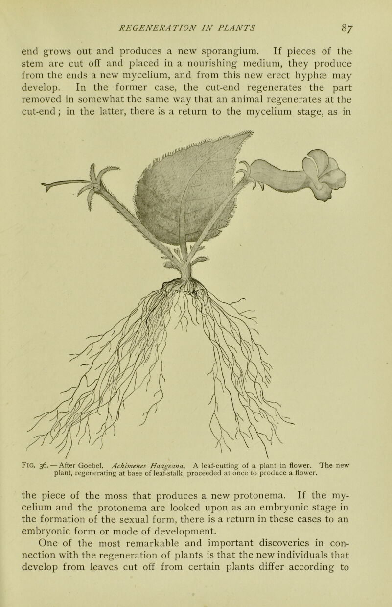 end grows out and produces a new sporangium. If pieces of the stem are cut off and placed in a nourishing medium, they produce from the ends a new mycelium, and from this new erect hyphae may develop. In the former case, the cut-end regenerates the part removed in somewhat the same way that an animal regenerates at the cut-end; in the latter, there is a return to the mycelium stage, as in Fig. 36.—After Goebel. Achimenes Haageana. A leaf-cutting of a plant in flower. The new plant, regenerating at base of leaf-stalk, proceeded at once to produce a flower. the piece of the moss that produces a new protonema. If the my- celium and the protonema are looked upon as an embryonic stage in the formation of the sexual form, there is a return in these cases to an embryonic form or mode of development. One of the most remarkable and important discoveries in con- nection with the regeneration of plants is that the new individuals that develop from leaves cut off from certain plants differ according to