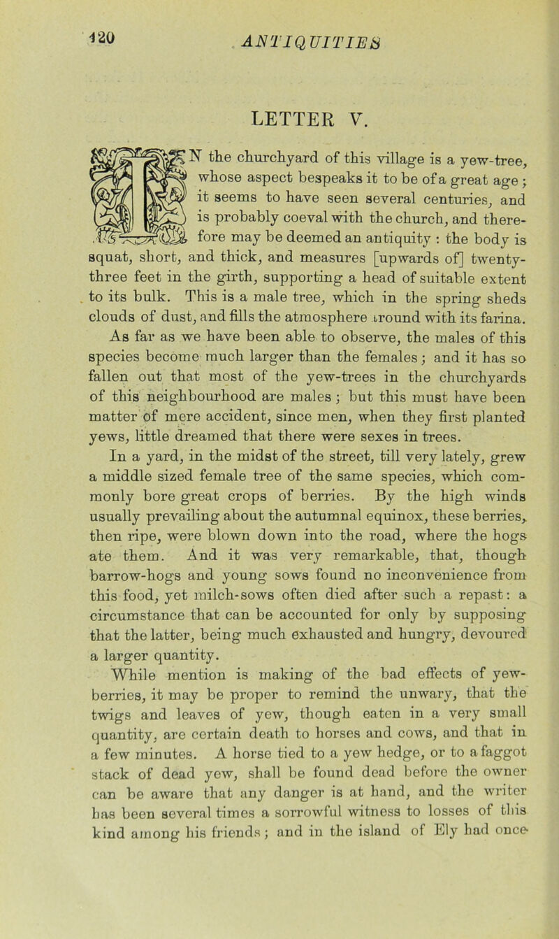 120 LETTER V. N the churchyard of this village is a yew-tree, whose aspect bespeaks it to be of a great age ; it seems to have seen several centuries, and is probably coeval with the church, and there- fore may be deemed an antiquity : the body is squat, short, and thick, and measures [upwards of] twenty- three feet in the girth, supporting a head of suitable extent to its bulk. This is a male tree, which in the spring sheds clouds of dust, and fills the atmosphere rround with its farina. As far as we have been able to observe, the males of this species become much larger than the females; and it has so fallen out that most of the yew-trees in tbe churchyards of this neighbourhood are males ; but this must have been matter of mere accident, since men, when they first planted yews, little dreamed that there were sexes in trees. In a yard, in the midst of the street, till very lately, grew a middle sized female tree of the same species, which com- monly bore great crops of berries. By the high winds usually prevailing about the autumnal equinox, these berries, then ripe, were blown down into the road, where the hogs ate them. And it was very remarkable, that, though barrow-hogs and young sows found no inconvenience from this food, yet milch-sows often died after such a repast: a circumstance that can be accounted for only by supposing that the latter, being much exhausted and hungry, devoured a larger quantity. While mention is making of the bad effects of yew- berries, it may be proper to remind the unwary, that the twigs and leaves of yew, though eaten in a very small quantity, are certain death to horses and cows, and that in a few minutes. A horse tied to a yew hedge, or to a faggot stack of dead yew, shall be found dead before the owner can be aware that any danger is at hand, and the writer has been several times a sorrowful witness to losses of this kind among his friends; and in the island of Ely had once-