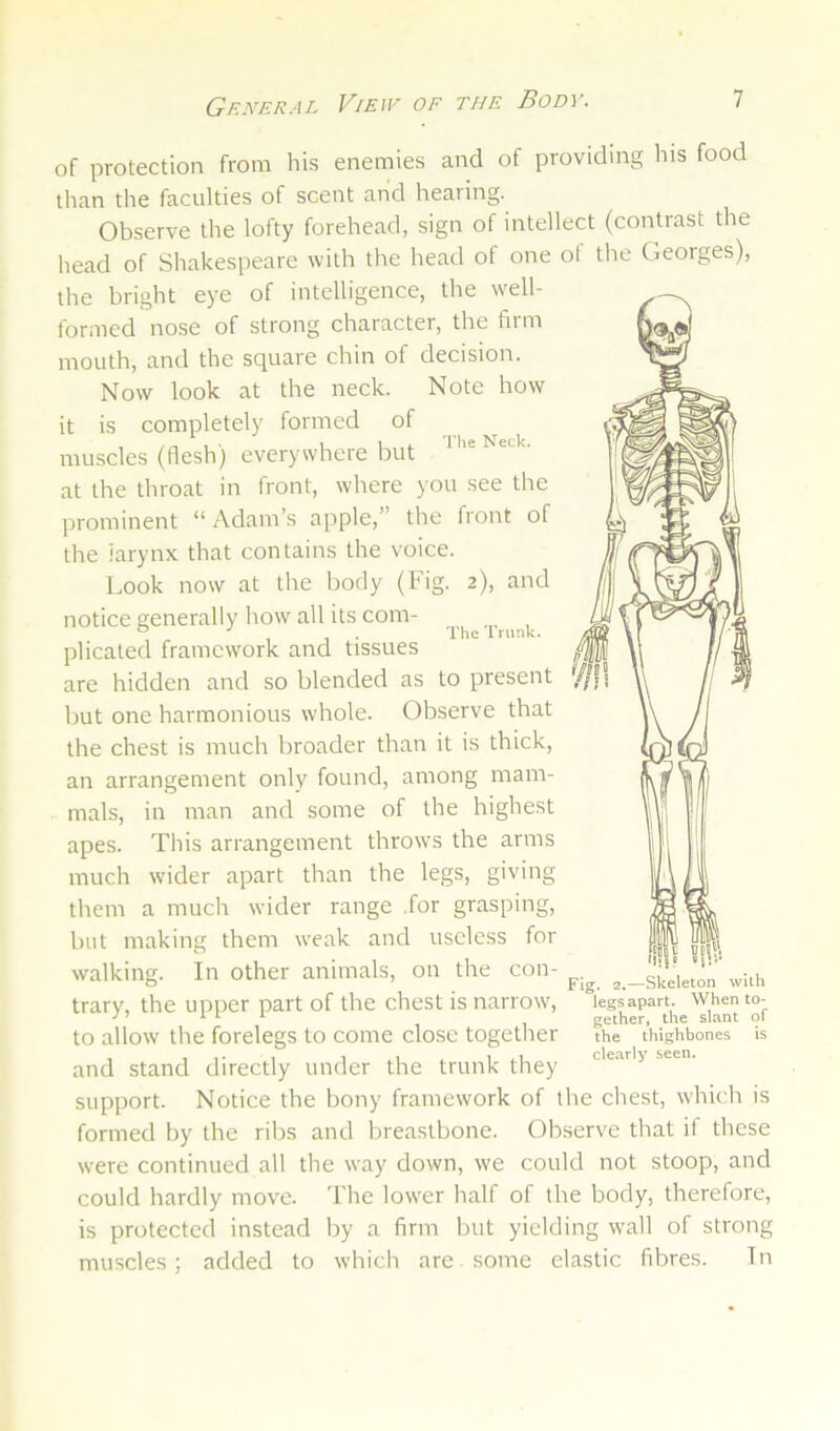 of protection from his enemies and of providing his food than the faculties of scent and hearing. Observe the lofty forehead, sign of intellect (contrast the head of Shakespeare with the head of one of the Georges), the bright eye of intelligence, the \vell- formed nose of strong character, the firm mouth, and the square chin of decision. Now look at the neck. Note how it is completely formed of muscles (flesh) everywhere but ^ at the throat in front, where you see the prominent “Adam’s apple,” the front of the larynx that contains the voice. Look now at the body (Fig. 2), and notice generally how all its com- ° . The trunk. plicated framework and tissues are hidden and so blended as to present but one harmonious whole. Observe that the chest is much broader than it is thick, an arrangement only found, among mam- mals, in man and some of the highest apes. This arrangement throws the arms much wider apart than the legs, giving them a much wider range .for grasping, but making them weak and useless for walking. In other animals, on the con- trary, the upper part of the chest is narrow', to allow the forelegs to come close together and stand directly under the trunk they support. Notice the bony framework of the chest, which is formed by the ribs and breastbone. Observe that if these w'ere continued all the way down, we could not stoop, and could hardly move. The lower half of the body, therefore, is protected instead by a firm Init yielding wall of strong muscles; added to which are. some elastic fibres. In Fig. 2.—Skeleton with legs apart. When to- gether, the slant of the thighbones is clearly seen.