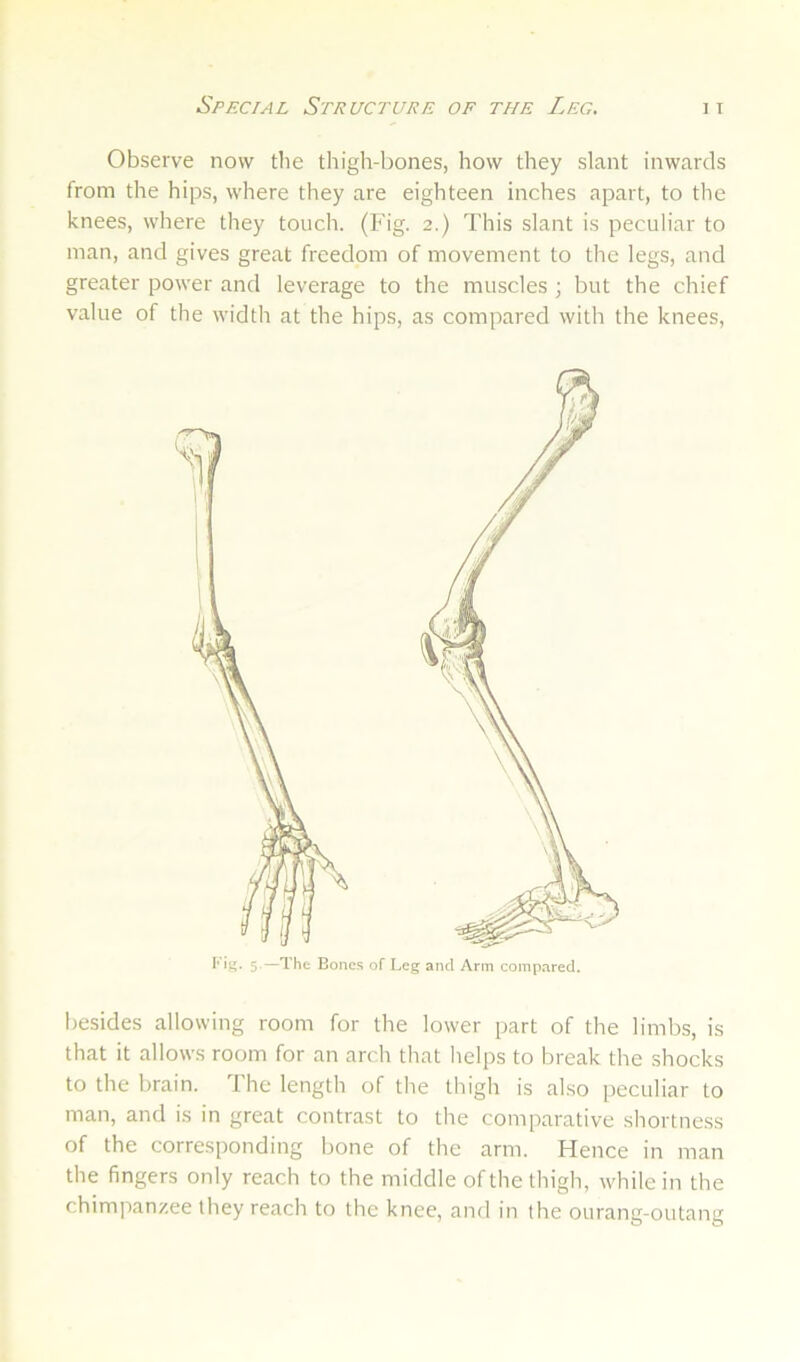 Special Structure of the Leg. it Observe now the thigh-bones, how they slant inwards from the hips, where they are eighteen inches apart, to the knees, where they touch. (Fig. 2.) This slant is peculiar to man, and gives great freedom of movement to the legs, and greater power and leverage to the muscles ; but the chief value of the width at the hips, as compared with the knees. I' 5-—The Bones of Leg and Arm compared. besides allowing room for the lower part of the limbs, is that it allows room for an arch that helps to break the shocks to the brain. The length of the thigh is also peculiar to man, and is in great contrast to the comparative shortness of the corresponding bone of the arm. Hence in man the fingers only reach to the middle of the thigh, while in the chimpanzee they reach to the knee, and in the ourang-outang