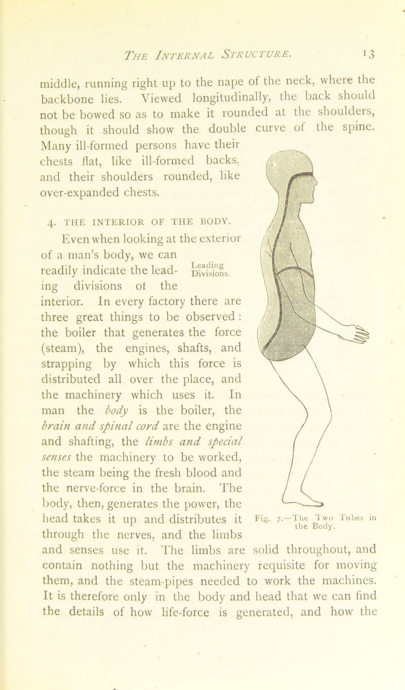 middle, running right up to the nape of the neck, where the backbone lies. Viewed longitudinally, the back should not be bowed so as to make it rounded at the shoulders, though it should show the double curve of the spine. Many ill-formed persons have their chests flat, like ill-formed backs, and their shoulders rounded, like over-expanded chests. 4. THE INTERIOR OF THE BODY. Even when looking at the exterior of a man’s body, we can readily indicate the lead- Divfsi'oL. ing divisions ot the interior. In every factory there are three great things to be observed ; the boiler that generates the force (steam), the engines, shafts, and strapping by which this force is distributed all over the place, and the machinery which uses it. In man the body is the boiler, the brain and spinal cord are the engine and shafting, the limbs and special senses the machinery to be worked, the steam being the fresh blood and the nerve-force in the brain. The body, then, generates the power, the head takes it up and distributes it through the nerves, and the limbs and senses use it. The limbs are solid throughout, and contain nothing but the machinery requisite for moving them, and the steam-pipes needed to work the machines. It is therefore only in the body and head that we can find the details of how life-force is generated, and how the Fig. 7.—The Two Tubes in the Body.