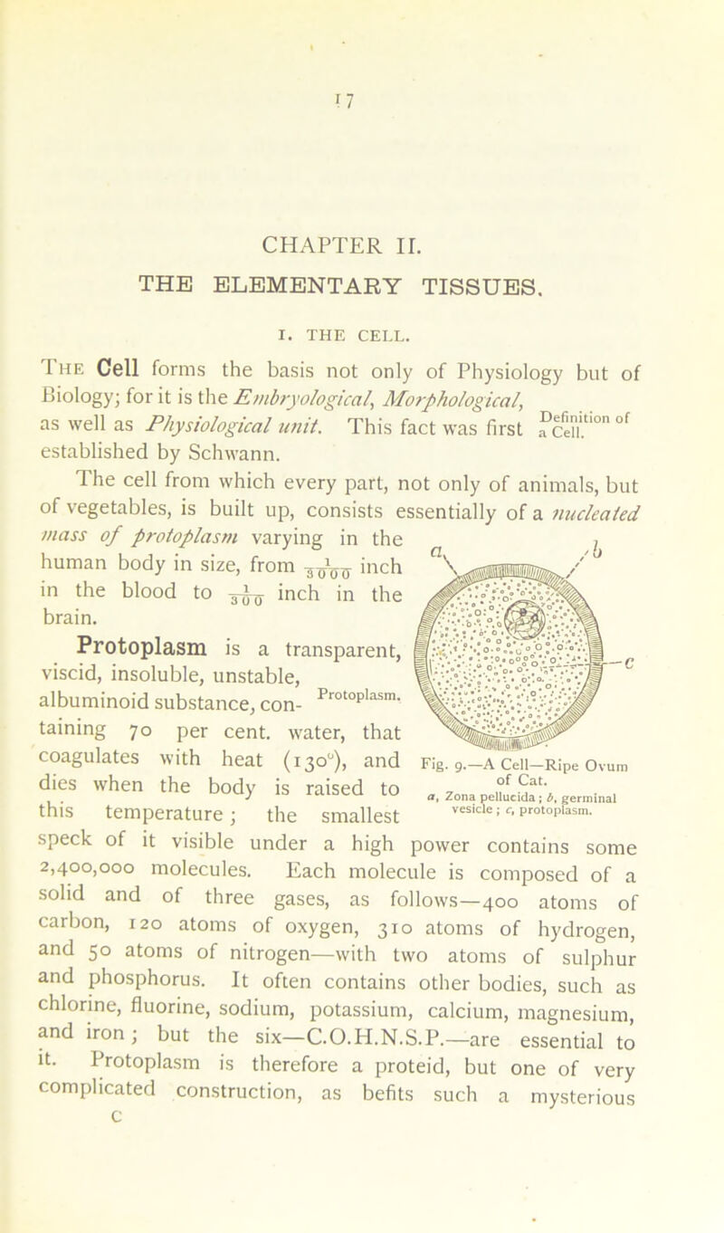 I? CHAPTER II. THE ELEMENTARY TISSUES. I. THE CELL. The Cell forms the basis not only of Physiology but of Biology; for it is the Embryological, Morphological, as well as Physiological unit. This fact was first fceiu established by Schwann. The cell from which every part, not only of animals, but of vegetables, is built up, consists essentially of a nucleated mass of protoplasm varying in the human body in size, from inch in the blood to inch in the brain. Protoplasm is a transparent, viscid, insoluble, unstable, albuminoid substance, con- taining 70 per cent, water, that coagulates with heat (130''), and dies when the body is raised to this temperature; the smallest speck of it visible under a high power contains some 2,400,000 molecules. Each molecule is composed of a solid and of three gases, as follows—400 atoms of carbon, 120 atoms of oxygen, 310 atoms of hydrogen, and 50 atoms of nitrogen—with two atoms of sulphur and phosphorus. It often contains other bodies, such as chlorine, fluorine, sodium, potassium, calcium, magnesium, andiron; but the six—C.O.H.N.S.P.—are essential to it. Protoplasm is therefore a proteid, but one of very complicated construction, as befits such a mysterious Fig. 9.—A Cell—Ripe Ovum of Cat. a. Zona pcllucida ; by germinal vesicle; c, protoplasm.