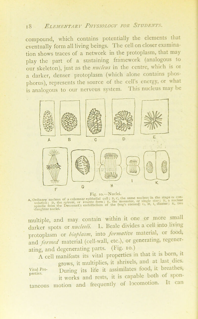 compound, which contains potentially the elements that eventually form all living beings. The cell on closer examina- tion shows traces of a network in the protoplasm, that may play the part of a sustaining framework (analogous to our skeleton), just as the nucleus in the centre, which is oi a darker, denser protoplasm (which alone contains phos- phorus), represents the source of the cell’s energy, or what is analogous to our nervous system. This nucleus may he Fig. lo.—Nuclei. A. Ordinary nucleus of a columnar epithelial cell; B. C. the same nucleus in the ^e ~ ^ ^ vX°oL D. the spirem-. or roshle form; E. the monaster, or smgle F a ^1^ spindle from the Descemefs endothelium of the frogs corncat. u, H, l, duster. K, •daughter nuclei. multiple, and may contain within it one or more small darker spots or nucleoli. L. Beale divides a cell mto li\ing protoplasm or bioplasm., into fo7'mafive material, or food, and formed material (cell-wall, etc.), or generating, regener- ating, and degenerating parts. (big. lo.) A cell manifests its vital properties in that it is born, it grows, it multiplies, it shrivels, and at last dies. Vital Pro- During its life it assimilates food, it breathes, it works and rests, it is capable both of spon- taneous motion and frequently of locomotion. It can