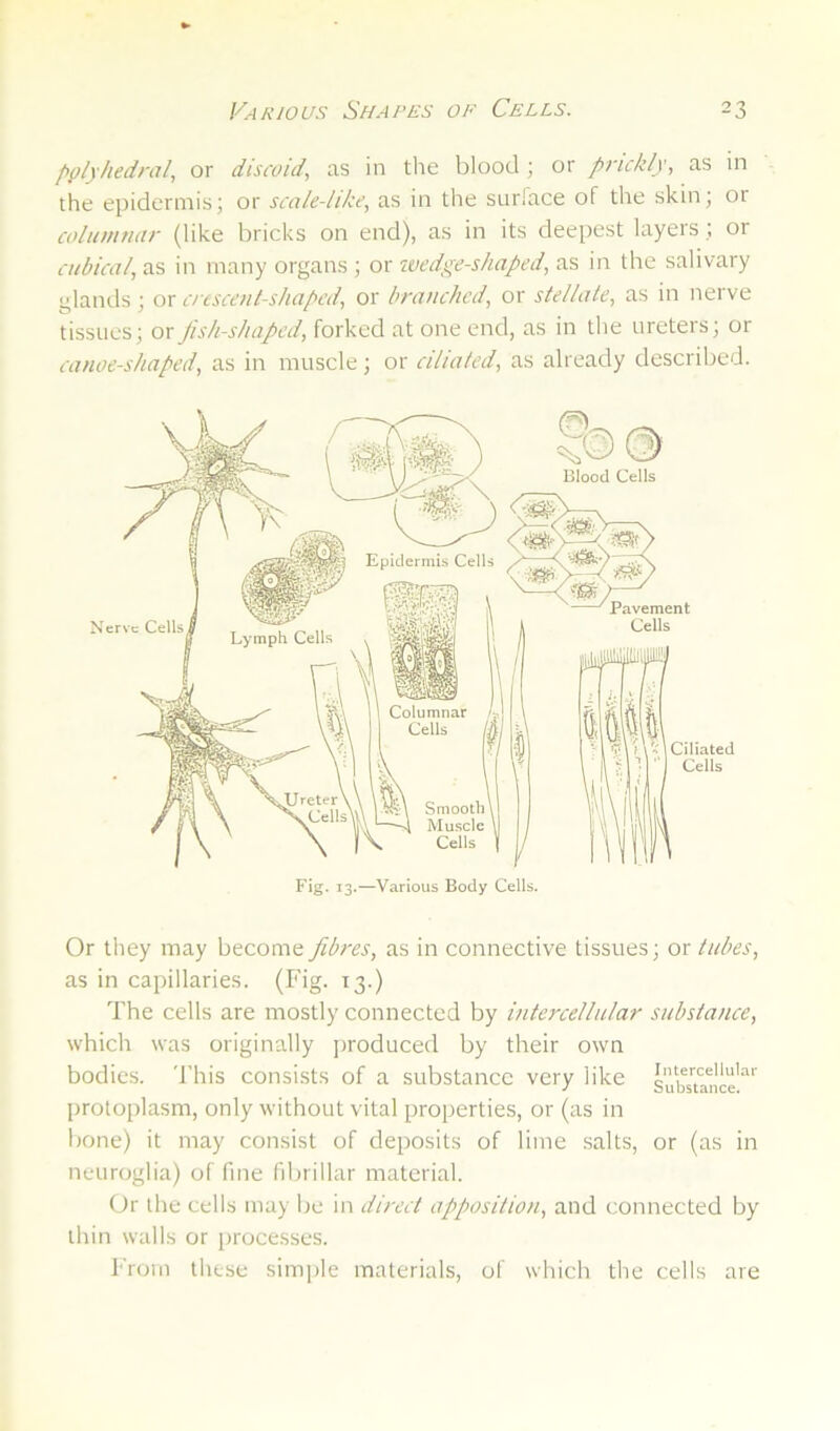 Various Shapes of Cells. pplyhedral, or discoid, as in the blood ; or prickly, as in the epidermis; or scale-like, as in the suriace of the skin; or colummir (like bricks on end), as in its deepest layers; or cubical, as in many organs ; or wedge-shaped, as in the salivary glands; ox crescent-shaped, or branched, or stellate, as in nerve tissues; or jish-shaped, forked at one end, as in the ureters; or canoe-shaped, as in muscle; or ciliated, as already described. Or they may become fibres, as in connective tissues; or tubes, as in capillaries. (Fig. 13.) The cells are mostly connected by intercellular substance, which was originally jtroduced by their own bodies, 'rhis consists of a substance very like Substance'^' protoplasm, only without vital properties, or (as in bone) it may consist of deposits of lime .salts, or (as in neuroglia) of line fibrillar material. Or the cells may be in direct apposition, and connected by thin walls or processes. From these simple materials, of which the cells are