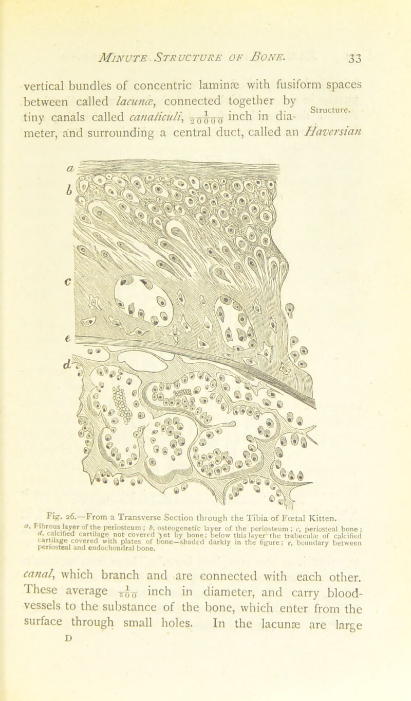 vertical bundles of concentric laminfe with fusiform spaces between called lacuna, connected together by tiny canals called canaliculi, inch in dia- meter, and surrounding a central duct, called an Haversian Fig. 26.—From a Transverse Section thiough the Tibia of Foetal Kitten. <7, Fibrous layer of the periosteum ; ostcogenetic layer of the periosteum ; c, periosteal bone ; tf. calcified cartilage not covered ^et by bone; below thulayer the trabecula: of calcified cartilage covered with plates of bone—shaded darkly in the figure; r, boundary between periosteal and endochondral bone. canal, which branch and are connected with each other. These average ^ inch in diameter, and carry blood- vessels to the substance of the bone, which enter from the surface through small lioles. In the lacunje are large D