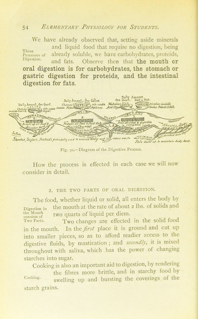 We have already observed that, setting aside minerab and liquid food that require no digestion, being Processes of already soluble, we have carbohydrates, proteids, Digestion. Qbserv'e then that the mouth or oral digestion is for carbohydrates, the stomach or gastric digestion for proteids, and the intestinal digestion for fats. Amotfitt. . HilfATmt. k ml* T^uiralhet^ 'J^onat. ^c/d C/iyn<^ Diilv Amounl-One C^rt, J c aiiva . . , Cktnctt tnttlMStareh Peed aijtriad K . cemj^/ete* EeJaus all feed ft/iuid aai ^.ffrfekf ij6 ell lied jSr- J~y rnnr abitrl StanhtS^SuyarS,Preteids^rinu^alti^ Uitd « ntumh^^dy tv^dl^re^^tr ^aste Fig. 30.—Diagram of the Digestive Process. How the process is effected in each case we will now consider in detail. 2. THE TWO PARTS OF ORAL DIGESTION. The food, whether liquid or solid, all enters the body by Digestion in the mouth at the rate of about 2 lbs. of solids and cons^LTof two quarts of liquid per diem. Two Parts. Two chaiiges are effected in the solid food in the mouth. In the first place it is ground and cut up into smaller pieces, so as to aflbrd readier access to the digestive fluids, by mastication ; and secondly., it is mixed throughout with saliva, which has tlie power of changing starches into sugar. Cooking is also an important aid to digestion, b} rendering the fibres more brittle, and in starchy food by Cooking. swelling up and bursting the coverings of the starch grains.