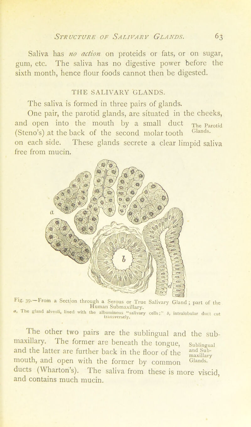 Saliva has no action on proteids or fats, or on sugar, gum, etc. The saliva has no digestive power before the sixth month, hence flour foods cannot then be digested. THE SALIVARY GLANDS. The saliva is formed in three pairs of glands. One pair, the parotid glands, are situated in the cheeks, and open into the mouth by a small duct xhe Parotid (Steno’s) at the back of the second molar tooth Glands, on each side. These glands secrete a clear limpid saliva free from mucin. ^ 39* Prom a Section through a Serous or True Salivary Gland J part of the Human Submaxillary. a. The gland alveoli, lined with the albuminous “salivary cells;” b, intralobular duct cut transversely. The other two pairs are the sublingual and the sub- maxillary. The former are beneath the tongue, Suhiinguai and the latter are further back in the floor of the ^Iniary mouth, and open with the former by common Glands, ducts (Wharton’s). The saliva from these is more viscid, and contains much mucin.