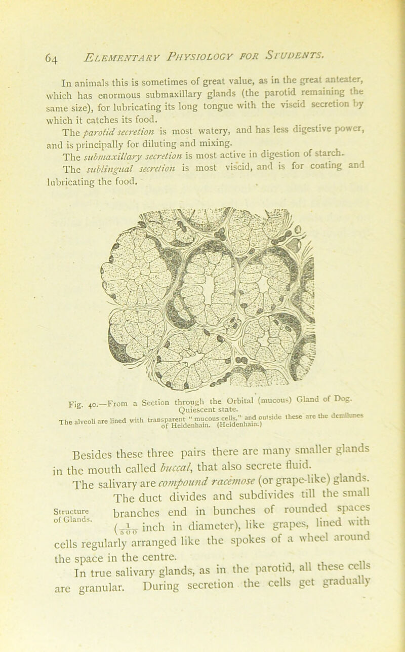 In animals this is sometimes of great value, as in the great anteater, which has enormous submaxillary glands (the parotid remaining the same size), for lubricating its long tongue with the viscid secretion by which it catches its food. The parotid secretion is most watery, and has less digestive power, and is principally for diluting and mixing. The submaxillary secretion is most active in digestion of starch. The sublingual secretion is most viscid, and is for coating and lubricating the food. Fia 4o.-From a Section through the Orbital (mucous) Gland of Dog. ® Quiescent state. .he alveoU are lined with Besides these three pairs there are many smaller glands in the mouth called buccal, that also secrete fluid. The salivary are compound racemose (or grape-like) glands. The duct divides and subdivides till the small Structure branches end in bunches of rounded spaces of Glands. jncli iu diameter), like grapes, lined with cells regularly’arranged like the spokes of a wheel around the space in the centre. , „ , n In true salivary glands, as in the parotid, all these cells are granular. During secretion the cells get gradually