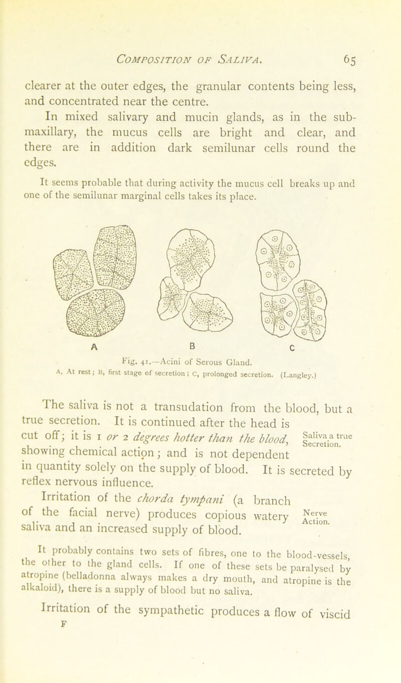 clearer at the outer edges, the granular contents being less, and concentrated near the centre. In mixed salivary and mucin glands, as in the sub- maxillary, the mucus cells are bright and clear, and there are in addition dark semilunar cells round the edges. It seems probable that during activity the mucus cell breaks up and one of the semilunar marginal cells takes its place. Fig. 41.—Acini of Serous Gland. A, At rest; B. first stage of secretion; c, prolonged secretion. (Langley.) The saliva is not a transudation from the blood, but a true secretion. It is continued after the head is cut off; it is I r?/- 2 degrees hotter than the blood, fecredon™^ showing chemical action; and is not dependent in quantity solely on the supply of blood. It is secreted by reflex nervous influence. Irritation of the chorda tytnpani (a branch of the facial nerve) produces copious watery saliva and an increased supply of blood. It probably contains two sets of fibres, one to the blood-vessels the other to the gland cells. If one of these sets be paralysed by atropine (belladonna always makes a dry mouth, and atropine is the alkaloid), there is a supply of blood but no saliva. Irritation of the sympathetic produces a flow of viscid F