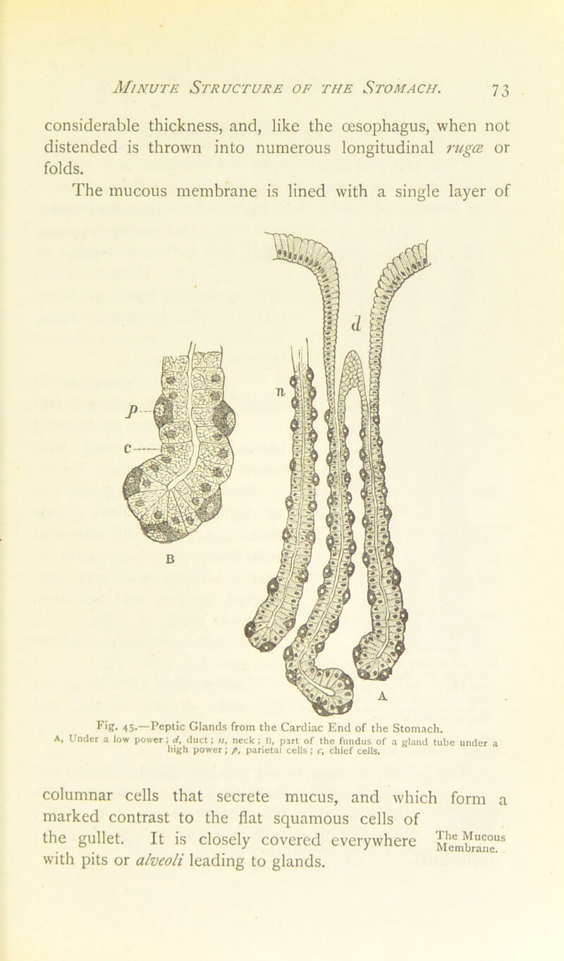 Minute Structure of the Stomach. considerable thickness, and, like the oesophagus, when not distended is thrown into numerous longitudinal ruga or folds. The mucous membrane is lined with a single layer of columnar cells that secrete mucus, and which form a marked contrast to the flat squamous cells of the gullet. It is closely covered everywhere with pits or alveoli leading to glands.