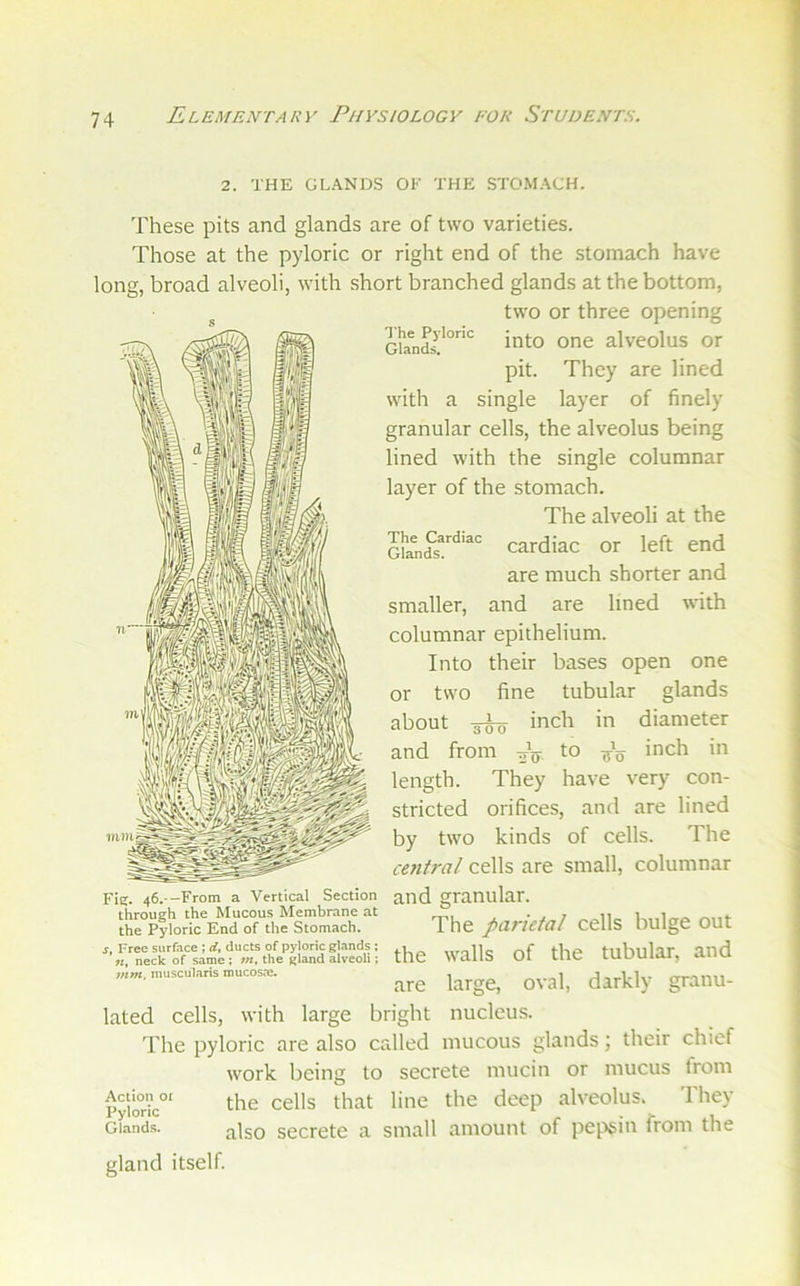 The Cardiac Glands. 2. THE GLANDS OK THE STOMACH. These pits and glands are of two varieties. Those at the pyloric or right end of the stomach have long, broad alveoli, with short branched glands at the bottom, two or three opening GUnds'°”'^ into one alveolus or pit. They are lined with a single layer of finely granular cells, the alveolus being lined with the single columnar layer of the stomach. The alveoli at the cardiac or left end are much shorter and smaller, and are lined with columnar epithelium. Into their bases open one or two fine tubular glands about 3^ inch in diameter and from irV i^ich in length. They have very con- stricted orifices, and are lined by two kinds of cells. The central cells are small, columnar Fie. 46.--From a Vertical Section and granular. through the Mucous Membrane at j 7 rM.e the Pyloric End of the Stomach. TllG pclTlCtCll CCllS OUlgC OUt the walls of the tubular, and ’’■’U^cularismucos.-e. lated cells, with large bright nucleus. The pyloric are also called mucous glands; their chief work being to secrete mucin or mucus from Pyloric”' *^he cells that line the deep alveolus. They Glands. sccrete a small amount of pepsin from the gland itself.