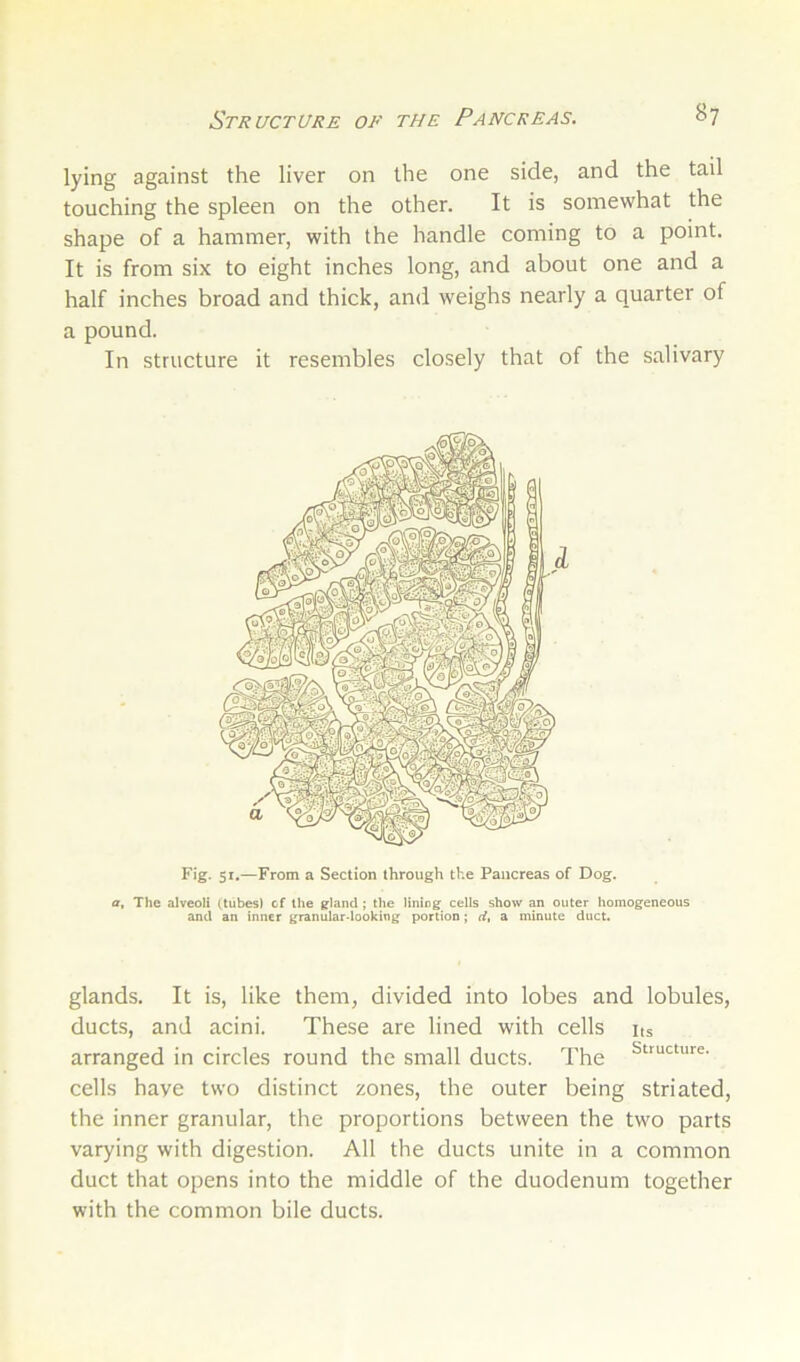 lying against the liver on the one side, and the tail touching the spleen on the other. It is somewhat the shape of a hammer, with the handle coming to a point. It is from six to eight inches long, and about one and a half inches broad and thick, and weighs nearly a quarter of a pound. In structure it resembles closely that of the salivary Fig. 51.—From a Section through the Pancreas of Dog. a. The alveoli (tubes) of the gland; the lining cells show an outer homogeneous and an inner granulardooking portion; d, a minute duct. glands. It is, like them, divided into lobes and lobules, ducts, and acini. These are lined with cells its arranged in circles round the small ducts. The cells have two distinct zones, the outer being striated, the inner granular, the proportions between the two parts varying with digestion. All the ducts unite in a common duct that opens into the middle of the duodenum together with the common bile ducts.