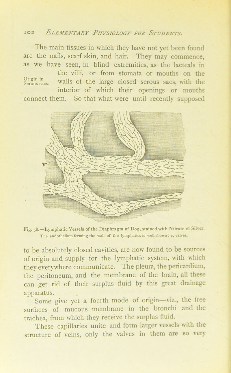 The main tissues in which they have not yet been found are the nails, scarf skin, and hair. They may commence, as we have seen, in blind extremities, as the lacteals in the villi, or from stomata or mouths on the Seous sacs, walls of' the large closed serous sacs, with the interior of which their openings or mouths connect them. So that what were until recently supposed Fig. 58.—Lymphatic Vessels of the Diaphragm of Dog, stained with Nitrate of Sih*er. The endothelium forming the wall of the lymphatics is well shown; r, %-alvcs. to be absolutely closed cavities, are now found to be sources of origin and supply for the lymphatic system, with which they everywhere communicate. The pleura, the pericardium, the peritoneum, and the membrane of the brain, all these can get rid of their surplus fluid by this great drainage apparatus. Some give yet a fourth mode of origin—viz., the free surfaces of mucous membrane in the bronchi and the trachea, from which they receive the surplus fluid. These capillaries unite and form larger vessels with the structure of veins, only the valves in them are so very