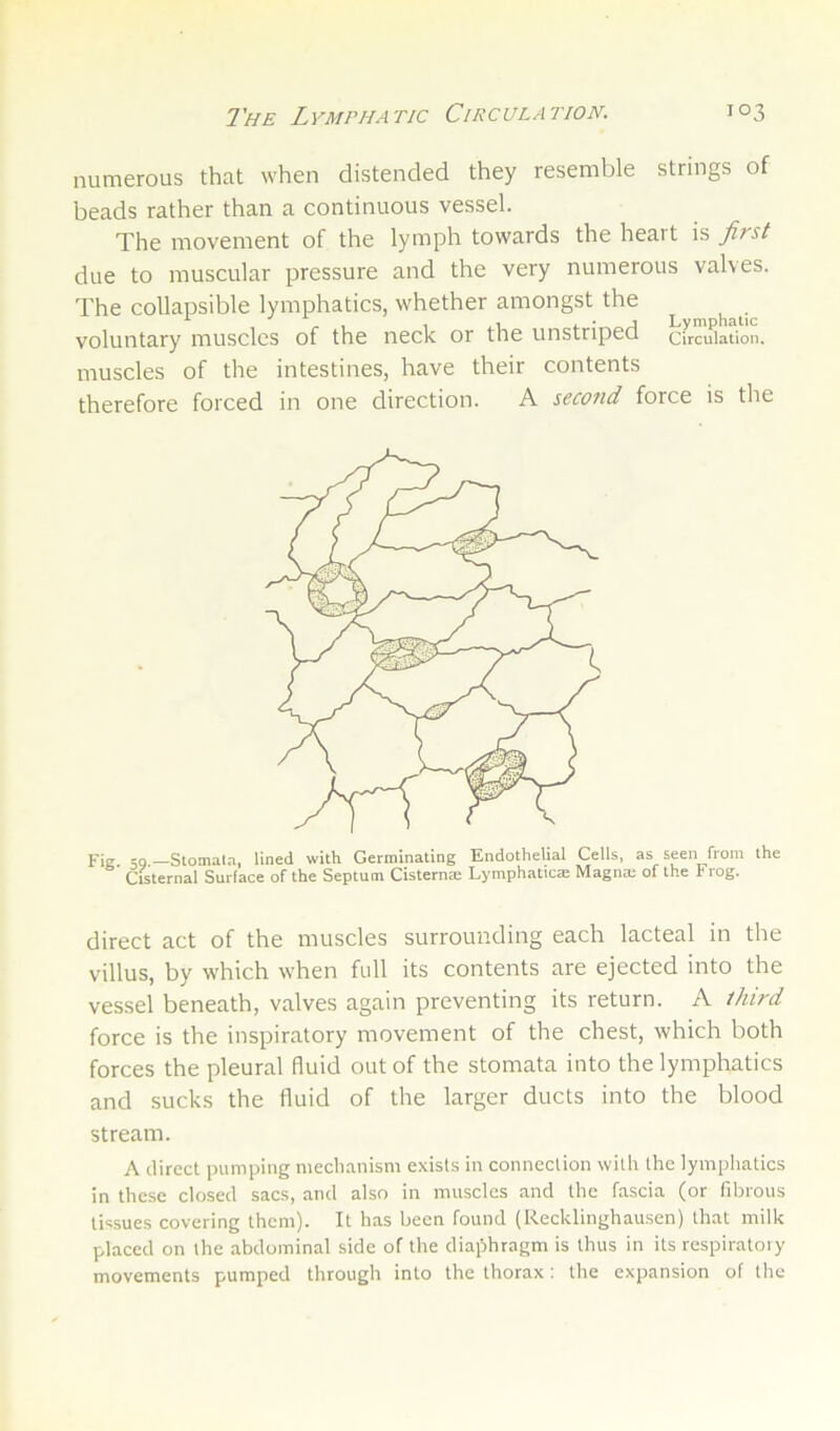 numerous that when distended they resemble strings of beads rather than a continuous vessel. The movement of the lymph towards the heart is first due to muscular pressure and the very numerous valves. The collapsible lymphatics, whether amongst the ^ , , .1 4- • ^ Lymphatic voluntary muscles of the neck or the unstripeo circulation, muscles of the intestines, have their contents therefore forced in one direction. A second force is the Fig eg Stomala, lined with Germinating Endothelial Cells, as seen from the Cisternal Surlace of the Septum Cisternm Lymphatics Magnm of the Frog. direct act of the muscles surrounding each lacteal in the villus, by which when full its contents are ejected into the vessel beneath, valves again preventing its return. A third force is the inspiratory movement of the chest, which both forces the pleural fluid out of the stomata into the lymphatics and sucks the fluid of the larger ducts into the blood stream. A direct pumping mechanism exists in connection with the lymphatics in these closed sacs, and also in muscles and the fascia (or fibrous tissues covering them). It has been found (Recklinghausen) that milk placed on the abdominal side of the diaphragm is thus in its respiratoiy movements pumped through into the thorax : the expansion of the