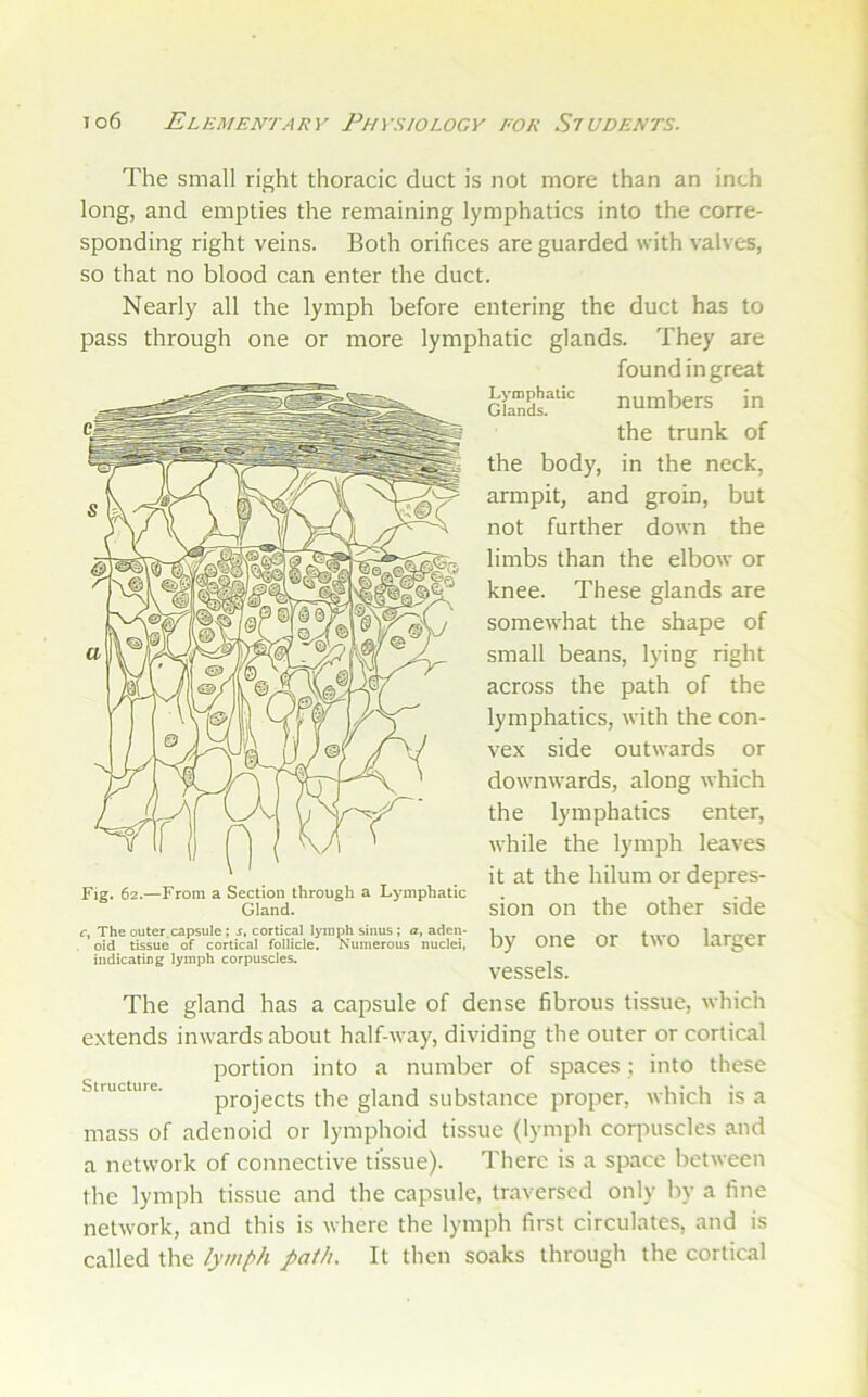 The small right thoracic duct is not more than an inch long, and empties the remaining lymphatics into the corre- sponding right veins. Both orifices are guarded with valves, so that no blood can enter the duct. Nearly all the lymph before entering the duct has to pass through one or more lymphatic glands. They are found in great numbers in the trunk of the body, in the neck, armpit, and groin, but not further down the limbs than the elbow or knee. These glands are somewhat the shape of small beans, lying right across the path of the lymphatics, with the con- vex side outwards or downwards, along which the lymphatics enter, while the lymph leaves it at the hilum or depres- sion on the other side by one or two larger vessels. The gland has a capsule of dense fibrous tissue, which extends inwards about half-way, dividing the outer or cortical portion into a number of spaces ; into these Structure. projects the gland substance proper, which is a mass of adenoid or lymphoid tissue (lymph corpuscles and a network of connective tissue). There is a space between the lymph tissue and the capsule, traversed only by a fine network, and this is where the lymph first circulates, and is called the lymph path. It then soaks through the cortical indicating lymph corpuscles.