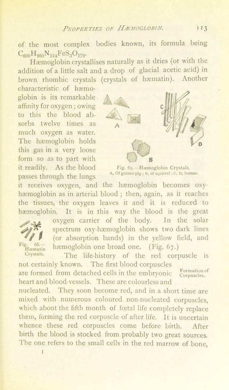 of the most complex bodies known, its formula being Haemoglobin crystallises naturally as it dries (or with the addition of a little salt and a drop of glacial acetic acid) in brown rhombic crystals (crystals of haematin). Another characteristic of haemo- A globin is its remarkable affinity for oxygen j owing to this the blood ab- sorbs twelve times as much oxygen as water. The haemoglobin holds this gas in a very loose form so as to part with it readily. As the blood passes through the lungs it receives oxygen, and the haemoglobin becomes oxy- haemoglobin as in arterial blood ; then, again, as it reaches the tissues, the oxygen leaves it and it is reduced to haemoglobin. It is in this way the blood is the great oxygen carrier of the body. In the solar spectrum oxy-haemoglobin shows two dark lines (or absorption bands) in the yellow field, and haemoglobin one broad one. (Fig. 67.) The life-history of the red corpuscle is not certainly known. The first blood corpuscles Fig. 65.—Hajmoglobin Crystals. A, Of guinea-pig ; B, of squirrel ; C, D, human. ft Fig. 66.— Haematin Crystals. are formed from detached cells in the embryonic Spusc°es.°^ heart and blood-vessels. These are colourless and nucleated. They soon become red, and in a short time are mixed with numerous coloured non-nucleated corpuscles, which about the fifth month of foetal life completely replace them, forming the red corpuscle of after life. It is uncertain whence these red corpuscles come before birth. After birth the blood is stocked from probably two great sources. 'I’he one refers to the small cells in the red marrow of bone,