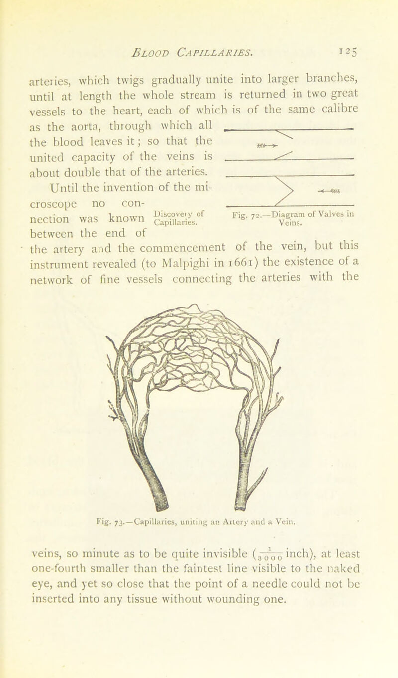 arteries, which twigs gradually unite into larger branches, until at length the whole stream is returned in two great vessels to the heart, each of which is of the same calibre as the aorta, thiough which all , the blood leaves it; so that the , united capacity of the veins is about double that of the arteries. Until the invention of the mi- croscope no con- nection was known Cap^laries.”'^ betw’een the end of the artery and the commencement of the vein, but this instrument revealed (to Malpighi in 1661) the existence of a network of fine vessels connecting the arteries with the Fig. 72.—Diagram of Valves in Veins. 73. —Capillaries, uniting an Artery and a Vein. veins, so minute as to be quite invisible (3-3^ inch), at least one-fourth smaller than the faintest line visible to the naked eye, and yet so close that the point of a needle could not be inserted into any tissue without wounding one.