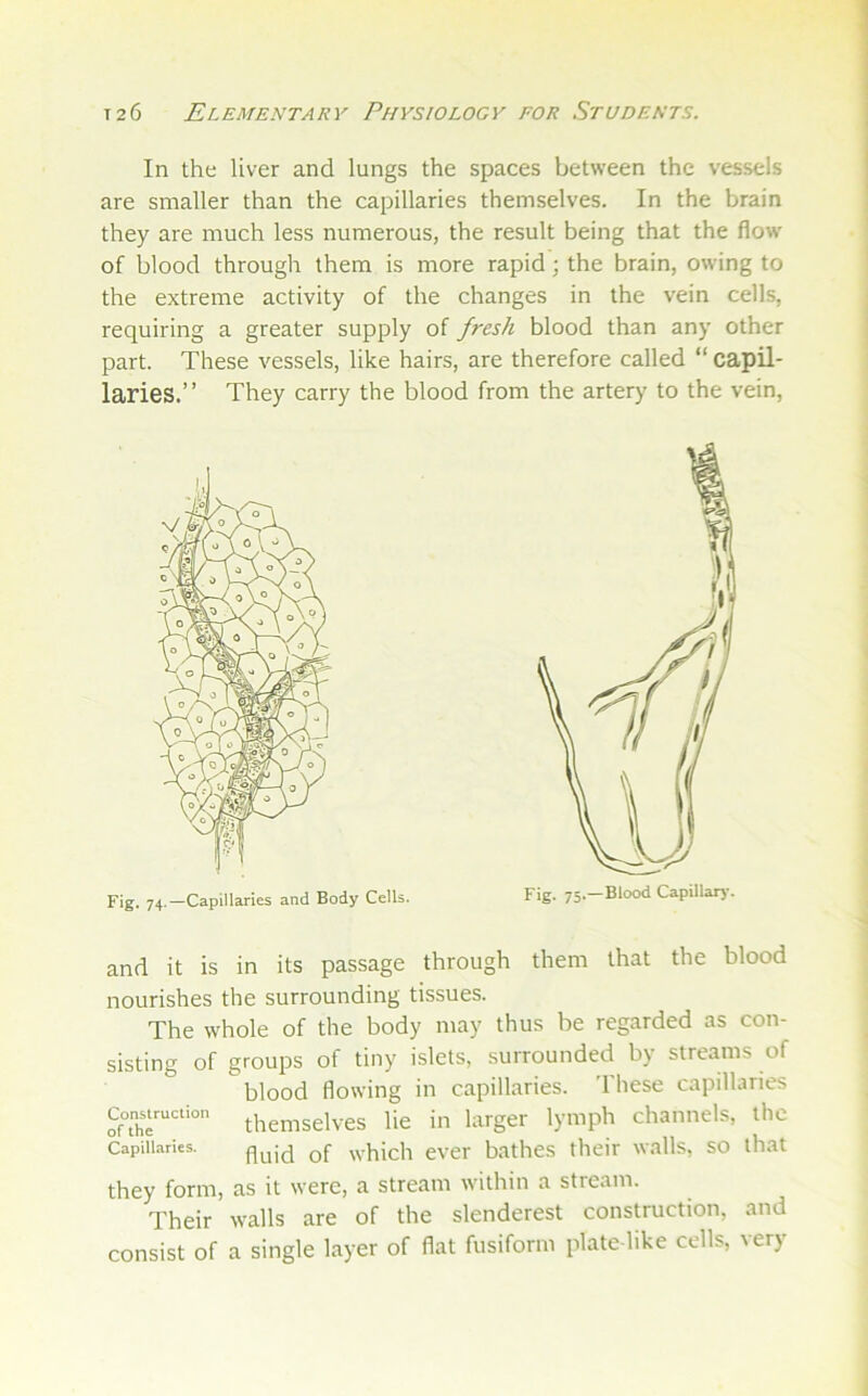 In the liver and lungs the spaces between the vessels are smaller than the capillaries themselves. In the brain they are much less numerous, the result being that the flow of blood through them is more rapid; the brain, owing to the extreme activity of the changes in the vein cells, requiring a greater supply of fresh blood than any other part. These vessels, like hairs, are therefore called “ capil- laries.” They carry the blood from the artery to the vein, and it is in its passage through them that the blood nourishes the surrounding tissues. The whole of the body may thus be regarded as con- sisting of groups of tiny islets, surrounded by streams of blood flowing in capillaries. These capillaries Con^s.ruction lie ill larger lymph channels, the Capillaries. ^^hjch ever bathes their walls, so that they form, as it were, a stream within a stream. Their walls are of the slenderest construction, and consist of a single layer of flat fusiform plate-like cells, very