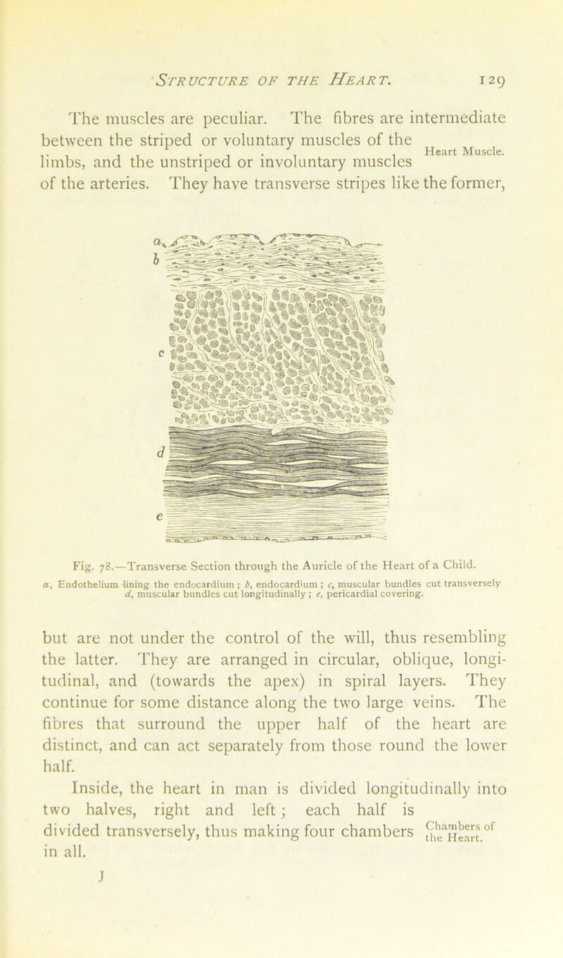 Structure of the Heart. 'I'he muscles are peculiar. The fibres are intermediate between the striped or voluntary muscles of the , , , . , . , Heart Muscle. limbs, and the unstriped or involuntary muscles of the arteries. They have transverse stripes like the former, Fig. 78.—Transverse Section through the Auricle of the Heart of a Child. a. Endothelium -lining the endocardium ; endocardium ; c, muscular bundles cut transversely d, muscular bundles cut longitudinally; r, pericardial covering. but are not under the control of the will, thus resembling the latter. They are arranged in circular, oblique, longi- tudinal, and (towards the apex) in spiral layers. They continue for some distance along the two large veins. The fibres that surround the upper half of the heart are distinct, and can act separately from those round the lower half. Inside, the heart in man is divided longitudinally into two halves, right and left; each half is divided transversely, thus making four chambers in all. J