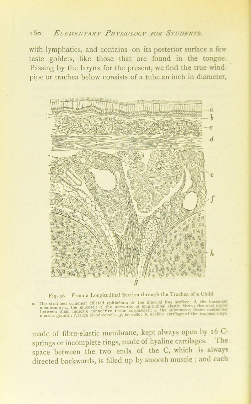 with lymphatics, and contains on its posterior surface a few taste goblets, like those that are found in the tongue. Passing by the larynx for the present, we find the true wind- pipe or trachea below consists of a tube an inch in diameter. Fig. 96.—From a Longitudinal Section through the Trachea of a Child. The stratified columnar ciliated epithelium of the internal free surface: K the t>»mem membrane: r, the mucosa; d, the networks of longitudinal clastic fibres: the oval nuclw between them indicale connective tissue corpuscles: r. the submucous tissue ^mmir^ mucous glands : /. large blood-vessels; g. fat cells : h, liyalmc cartilage of the tracheal rings. made of fibro-elastic membrane, kejit always open by 16 C- springs or incomplete rings, made of hyaline cartilages. I he space between the two ends of the C, which is always directed backwards, is filled up by smooth muscle ; and each