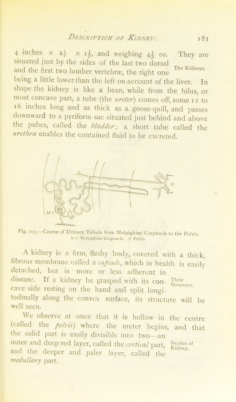 4 inches x 2^ X i^, and weighing 4I oz. They are situated just by the sides of the last two dorsal and the first two lumber vertebrte, the right one being a little lower than the left on account of the liver. In shape the kidney is like a bean, while from the hilus, or most concave part, a tube (the ureter) comes off, some 12 to 16 inches long and as thick as a goose-quill, and passes downward to a pyriform sac situated just behind and above the pubes, called the bladder; a short tube called the urethra enables the contained fluid to be excreted. fig- 103. Course of Urinary Tubule from Malpighian Corpuscle to the Pelvis. M C Maljughian Corpuscle. P Pelvis. A kidney is a firm, fleshy body, covered with a thick, fibrous membrane called a capsule, which in health is easily detached, but is more or less adherent in disease. If a kidney be grasped with its con- cave side resting on the hand and split longi- tudinally along the convex surface, its structure will be well .seen. We obsei-ve at once that it is hollow in the centre (called the pelvis) where the ureter begins, and that the solid part is easily divisible into two—an outer and deep red layer, called the cortical part, and the deeper and paler layer, called the ' medullary part.