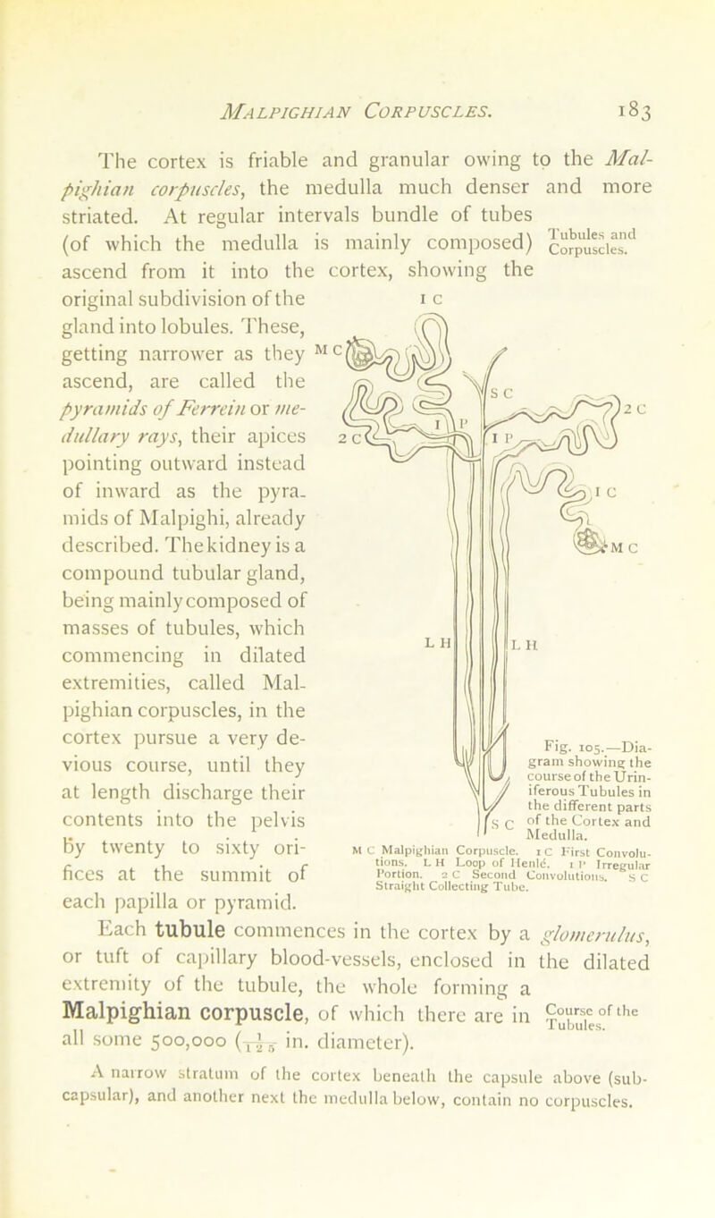 2 C M C The cortex is friable and granular owing to the Mal- pighian corpuscles, the medulla much denser and more striated. At regular intervals bundle of tubes (of which the medulla is mainly composed) corpusde'' ascend from it into the cortex, showing the original subdivision of the i c gland into lobules. These, getting narrower as they ascend, are called the pyramids of Ferrein or me- dullary rays, their apices pointing outward instead of inward as the pyra- mids of Malpighi, already described. The kidney is a compound tubular gland, being mainlycomposed of masses of tubules, which commencing in dilated extremities, called Mal- pighian corpuscles, in the cortex pursue a very de- vious course, until they at length discharge their contents into the pelvis By twenty to sixty ori- fices at the summit of each papilla or pyramid. Each tubule commences in the cortex by a glomerulus, or tuft of capillary blood-vessels, enclosed in the dilated extremity of the tubule, the whole forming a Malpighian corpuscle, of which there are in xXuTes°'^ all some 500,000 ( , ’ in. diameter). A naiTow stratum of the cortex beneath the capsule above (sub- capsular), and another next the medulla below, contain no corpuscles. Fig. 105.—Dia- gram showing the course of the Urin- iferous Tubules in the different parts of the Cortex and Medulla. M C Malpighian Corpuscle, ic I'irst Convolu- tions. L H Loop of Ilenld. 1 l’ Irregular Portion. 2 C Second Convolutions. S C Straight Collecting Tube.