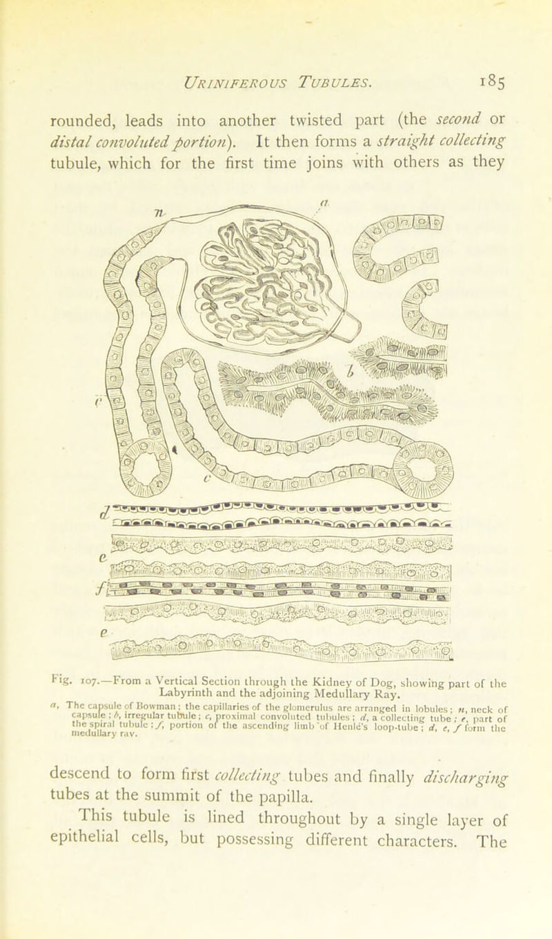 rounded, leads into another twisted part (the second or distal cotivolutedportion). It then forms a straight collecting tubule, which for the first time joins with others as they 107.—From a Vertical Section through the Kidney of Dog, showing part of the Labyrinth and the adjoining Medullary Ray. a. The capsule of Bowman : the capillaries of the glomerulus are arranged in lobules- «, neck of capsule ; A, i^egular tubule; c, proximal convoluted tubules; rf, a collecting tube; t part of the spiral tubule;/ portion of tlic ascending limb‘of Hcnic’s loop-iube; d, e. / form the descend to form first collecting tubes and finally discharging tubes at the summit of the papilla. This tubule is lined throughout by a single layer of epithelial cells, but possessing different characters. The