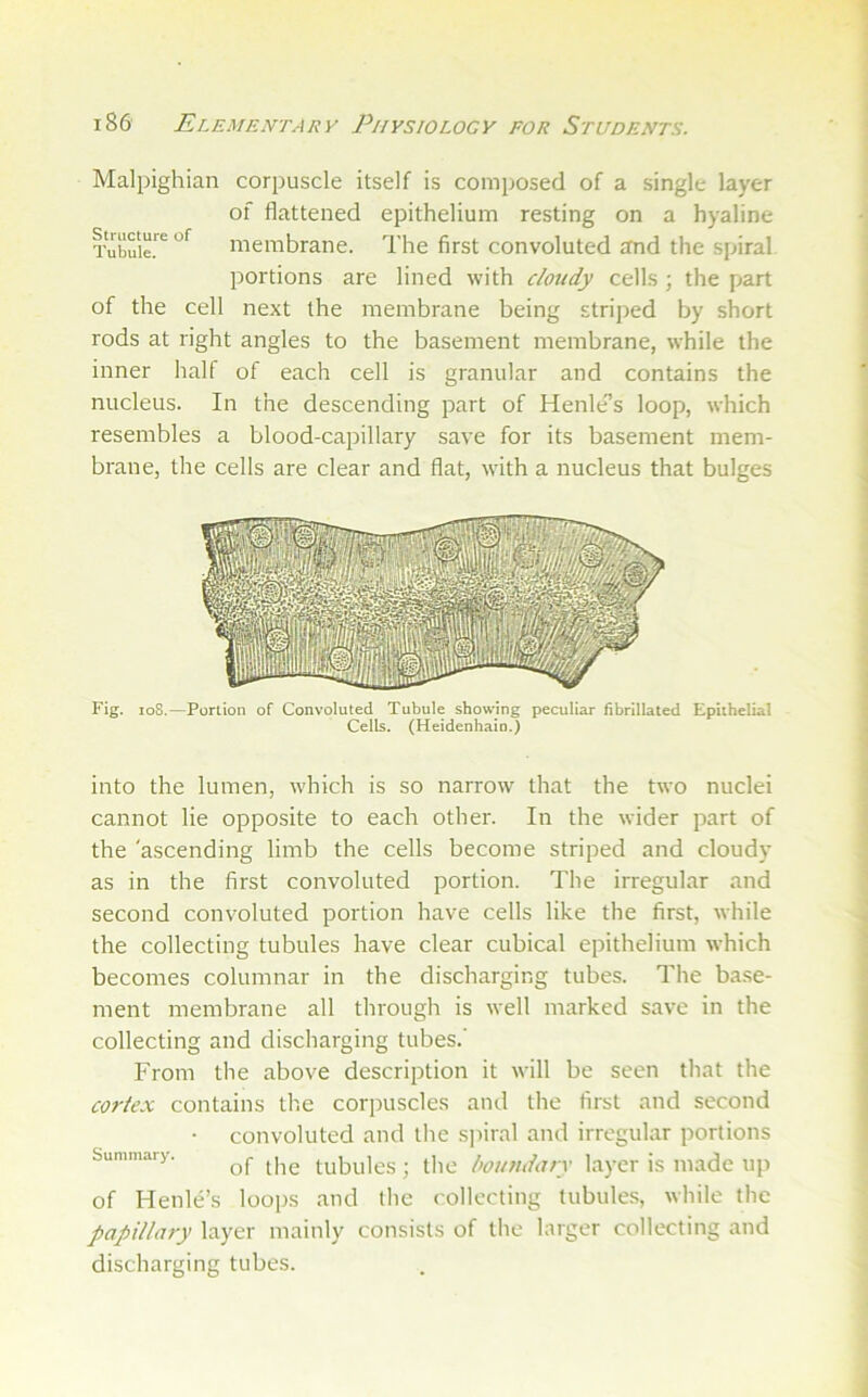 Malpighian corpuscle itself is composed of a single layer of flattened epithelium resting on a hyaline Tubuie.'^'^ membrane. The first convoluted and the spiral portions are lined with cloudy cells ; the part of the cell next the membrane being striped by short rods at right angles to the basement membrane, while the inner half of each cell is granular and contains the nucleus. In the descending part of Henles loop, which resembles a blood-capillary save for its basement mem- brane, the cells are clear and flat, with a nucleus that bulges Fig. io8.—Portion of Convoluted Tubule showing peculiar fibrillated Epithelial Cells. (Heidenhain.) into the lumen, which is so narrow that the two nuclei cannot lie opposite to each other. In the wider part of the 'ascending limb the cells become striped and cloudy as in the first convoluted portion. The irregular and second convoluted portion have cells like the first, while the collecting tubules have clear cubical epithelium which becomes columnar in the discharging tubes. The base- ment membrane all through is well marked save in the collecting and discharging tubes.' From the above description it will be seen that the cortex contains the corpuscles and the first and second - convoluted and the spiral and irregular portions Summary. tubulcs; the boumlary layer is made up of Henle’s loops and (he collecting tubules, while the papillaiy layer mainly consists of the larger collecting and discharging tubes.