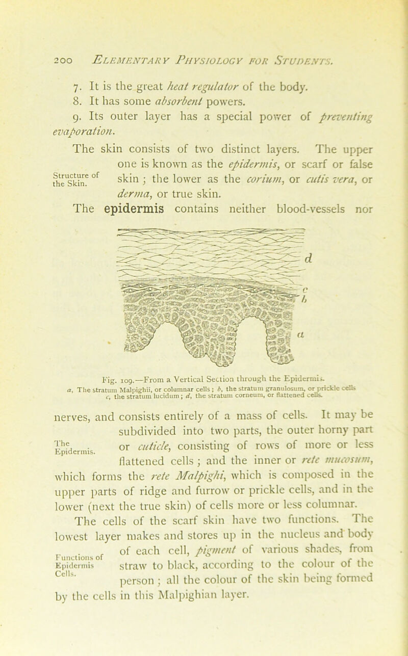 7. It is the great heat regulator of the body. 8. It has some abso7'bent powers. 9. Its outer layer has a special pov/er of preventing evaporation. The skin consists of two distinct layers. The upper one is known as the epidermis, or scarf or false fhe'skb* skin ; the lower as the corium, or cutis vera, or derma, or true skin. The epidermis contains neither blood-vessels nor Fig. 109.—From a Vertical Seclio.a through the Epidernui. a, The stratum Malpighii, or columnar cells ; b, the stratum granulosum. or prickle cells c, the stratum luddum ; rf, the stratum corneum, or flattened cells. The Epidermis. nerves, and consists entirely of a mass of cells. It may be subdivided into two parts, the outer horny part or cuticle, consisting of rows of more or less flattened cells ; and the inner or retc mucosum, which forms the rete Malpighi, which is composed in the upper parts of ridge and furrow or prickle cells, and in the lower (next the true skin) of cells more or less columnar. The cells of the scarf skin have two functions. The lowest layer makes and stores up in the nucleus and body of each cell, pigment of various shades, from Functions of , , i* \ 1 r Epidermis straw to black, according to the colour ot the person ; all the colour of the skin being formed by the cells in this Malpighian layer.