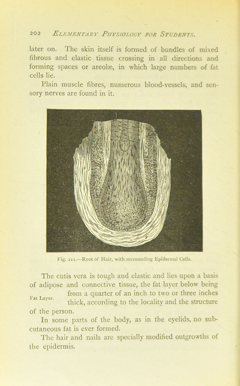 later on. The skin itself is formed of bundles of mixed fibrous and elastic tissue crossing in all directions and forming spaces or areolae, in which large numbers of fat cells lie. Plain muscle fibres, numerous blood-vessels, and sen- sory nerves are found in it. Fig. III.—Root of Hair, with surrounding Epidermal Cells. The cutis vera is tough and elastic and lies upon a basis of adipose and connective tissue, the fat layer below being from a quarter of an inch to two or three inches at Layer. accoixliiig to the localit)' and the structure of the person. In some parts of the body, as in the eyelids, no sub- cutaneous fat is ever formed. The hair and nails arc specially modified outgrowths of the epidermis.