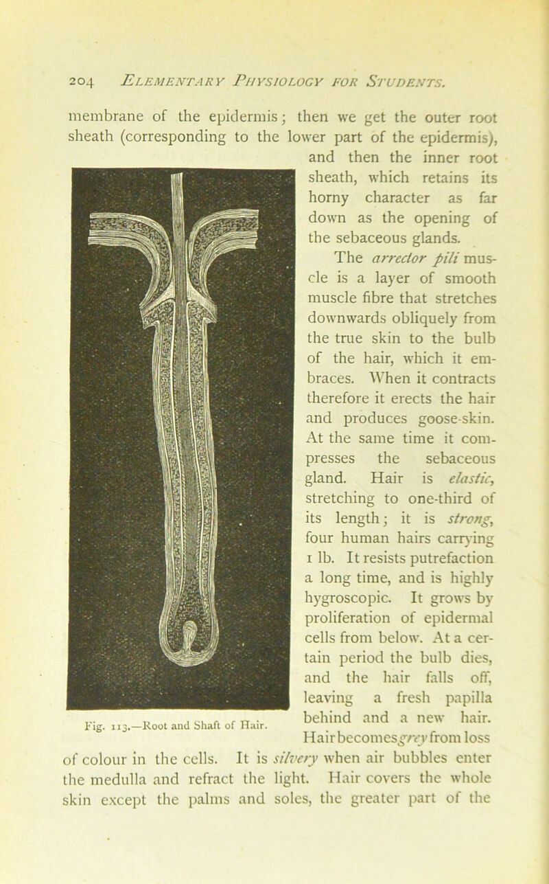 membrane of the epidermis; then we get the outer root sheath (corresponding to the lower part of the epidermis), and then the inner root sheath, which retains its horny character as far down as the opening of the sebaceous glands. The arreclor pili mus- cle is a layer of smooth muscle fibre that stretches downwards obliquely from the true skin to the bulb of the hair, which it em- braces. When it contracts therefore it erects the hair and produces goose-skin. At the same time it com- presses the sebaceous gland. Hair is elastic, stretching to one-third of its length; it is strong, four human hairs carrying I lb. It resists putrefaction a long time, and is highly hygroscopic. It grows by proliferation of epidermal cells from below. At a cer- tain period the bulb dies, and the hair falls off, leaving a fresh papilla behind and a new hair. Hairbecomes^/rvfrom loss of colour in the cells. It is silvery when air bubbles enter the medulla and refract the light. Hair covers the whole skin e.xcept the palms and soles, the greater part of the Fig. 113,—Root and Shaft of Hair.