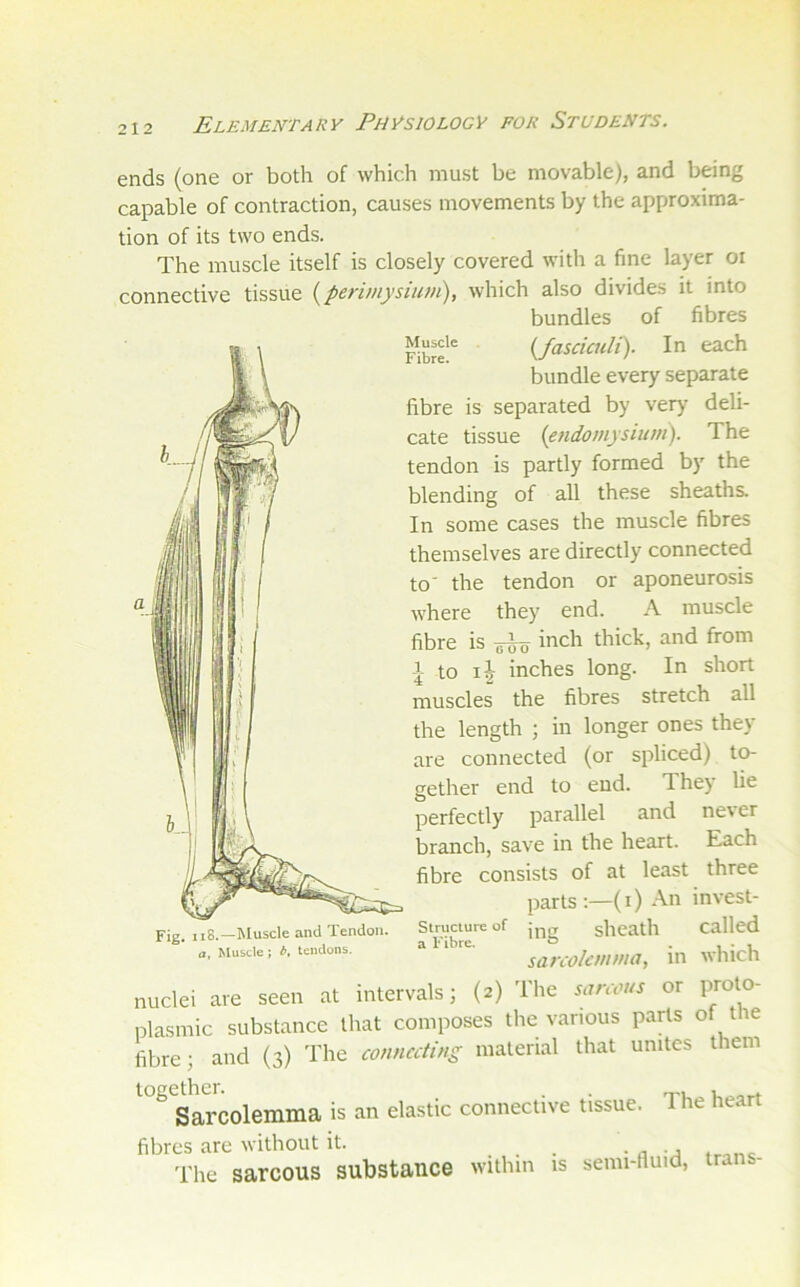 ends (one or both of which must be movable), and being capable of contraction, causes movements by the approxima- tion of its two ends. The muscle itself is closely covered with a fine layer oi connective tissue {^perimysium), which also divides it into bundles of fibres Fibre'* {^fasciculi). In each bundle every separate fibre is separated by very deli- cate tissue {endomysium). The tendon is partly formed by the blending of all these sheaths. In some cases the muscle fibres themselves are directly connected to the tendon or aponeurosis where they end. A muscle fibre is inch thick, and from j to inches long. In short muscles the fibres stretch all the length ; in longer ones they are connected (or spliced) to- gether end to end. They lie perfectly parallel and ne\er branch, save in the heart. Each fibre consists of at least three parts :—(i) An invest- ing sheath called sarcolcmma, in which nuclei are seen at intervals; (2) Tlie sanous or proto- plasmic substance that composes the various parts of the fibre; and (3) The connecting material that unites them Sarcolemma is an elastic connective tissue. The heart fibres are without it. . 'I'he sarcous substance within is semi-lluid, trans- Fig. ii8.—Muscle and Tendon. a. Muscle; b, tendons. Structure of a Fibre.