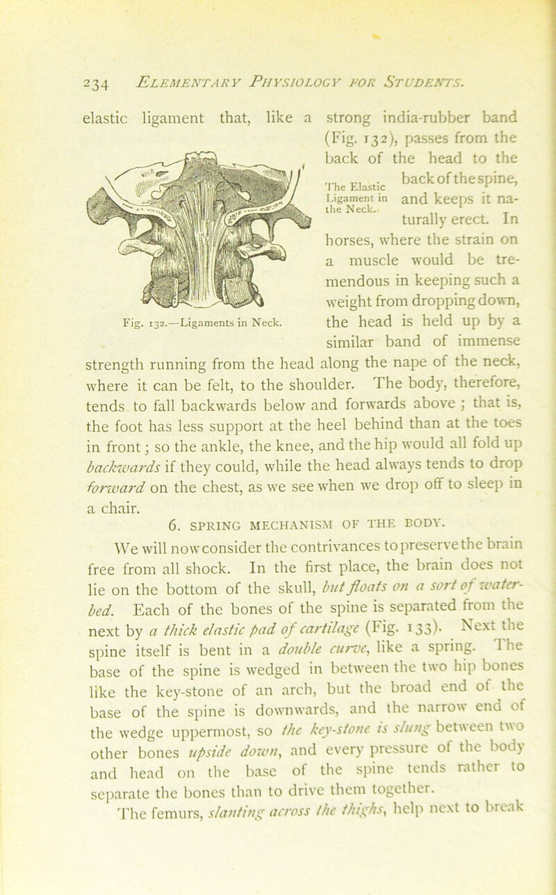 elastic ligament that, like a 'l*he Elastic Ligament in the Neck.. strong india-rubber band (Fig. 132), pa.sses from the back of the head to the back of the spine, and keeps it na- turally erect. In horses, where the strain on a muscle would be tre- mendous in keeping such a weight from dropping down, the head is held up by a similar band of immense strength running from the head along the nape of the neck, where it can be felt, to the shoulder. The body, therefore, tends to fall backwards below and forwards above ; that is, the foot has less support at the heel behind than at the toes in front; so the ankle, the knee, and the hip would all fold up backwards if they could, while the head always tends to drop forward on the chest, as we see when we drop off to sleep in a chair. 6. SPRING MECHANISM OF THE BODY. Fig. 132.—Ligaments in Neck. We will nowconsider the contrivances topreservethe brain free from all shock. In the first place, the brain does not lie on the bottom of the skull, but floats on a sort of water- bed. Each of the bones of the spine is separated from the next by a thick elastic pad of cartilage (Fig. 133)- Eext the spine itself is bent in a double curve, like a spring. 1 he base of the spine is wedged in between the two hip bones like the key-stone of an arch, but the broad end of the base of the spine is downwards, and the narrow end of the wedge uppermost, so the key-stone is slung hetv^ecn t\\o other bones upside doum, and every pressure of the bod) and head on the base of the spine tends rather to separate the bones tlian to drive them together. The femurs, slanting across the thighs, help next to break