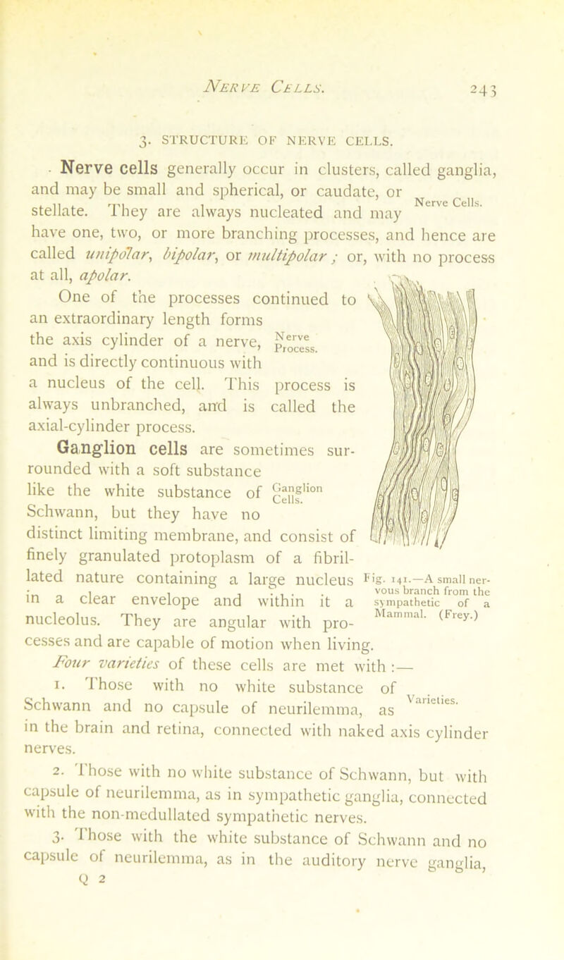 Nerve Cells. 3. STRUCTURE OR NERVE CELLS. Nerve cells generally occur in clusters, called ganglia, and may be small and spherical, or caudate, or stellate. They are always nucleated and may '' have one, two, or more branching processes, and hence are called tinipdlar., bipolar, or )nultipolar ; or, with no process at all, apolar. One of the processes continued to an extraordinary length forms the axis cylinder of a nerve, and is directly continuous with a nucleus of the cell. This process is always unbranched, and is called the axial-cylinder process. Ganglion cells are sometimes sur- rounded with a soft substance like the white substance of ceiif''™ Schwann, but they have no distinct limiting membrane, and consist of finely granulated protoplasm of a fibril- lated nature containing a large nucleus in a clear envelope and within it a nucleolus. They are angular with pro- cesses and are capable of motion when living. Four varieties of these cells are met with 1. 1 hose with no white substance of . , . Schwann and no capsule of neurilemma, as in the brain and retina, connected with naked axis cylinder nerves. 2. 1 hose with no white substance of Schwann, but with capsule of neurilemma, as in sympathetic ganglia, connected with the non-medullated sympathetic nerves. 3. Those with the white substance of Schwann and no capsule of neurilemma, as in the auditory nerve ganglia, Q 2 Fjg. 141.—A small ner- vous branch from the sympathetic of a Mammal. (Frey.)