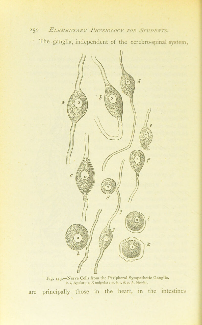 Tlie ganglia, independent of the cerebro-spinal system, Fig. i.(3.—Nerve Cells from the Peripheral Sympathetic Ganglia. k, /, Apoltir ; r./l unii>olar; a, A «■» are principally those in the heart, in the intestines