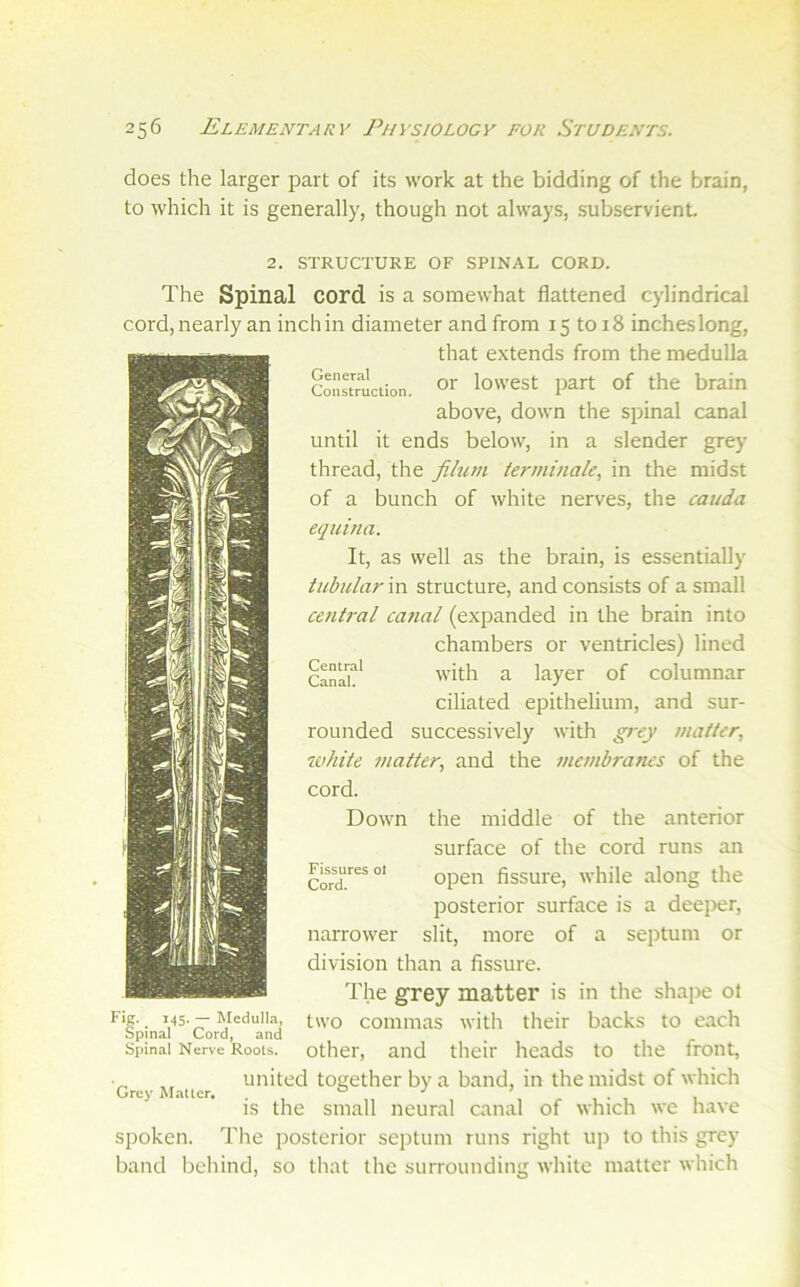 does the larger part of its work at the bidding of the brain, to which it is generally, though not always, subservient General Construction. Central Canal. 2. STRUCTURE OF SPINAL CORD. The Spinal cord is a somewhat flattened cylindrical cord, nearly an inchin diameter and from 15 to 18 inches long, that extends from the medulla or lowest part of the brain above, down the spinal canal until it ends below, in a slender grey thread, the filum terminak, in the midst of a bunch of white nerves, the cauda equina. It, as well as the brain, is essentially tubular in structure, and consists of a small central canal (expanded in the brain into chambers or ventricles) lined with a layer of columnar ciliated epithelium, and sur- rounded successively with grey matter, white matter, and the membranes of the cord. Down the middle of the anterior surface of the cord runs an Fissures 01 open fissure, while along the posterior surface is a deeper, narrower slit, more of a septum or division than a fissure. The grey matter is in the shape ot two commas with their backs to each other, and their heads to the front, united together by a band, in the midst of which is the small neural canal of which we have spoken. The posterior septum runs right up to this grey band behind, so that the surroundinsj white matter which Fig. ^ 145. — Medulla, Spinal Cord, and Spinal Nerve Roots. Grey Matter,