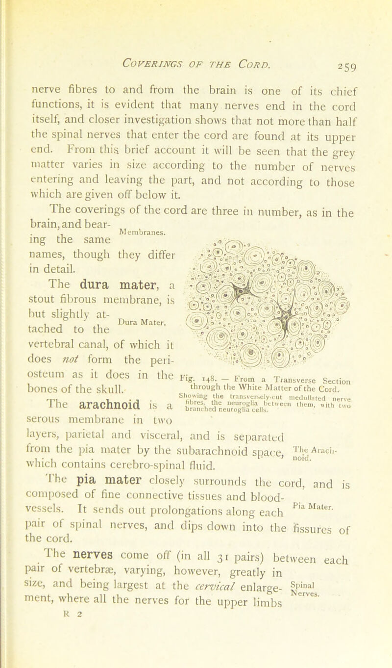 nerve fibres to and from the brain is one of its chief functions, it is evident that many nerves end in the cord itself, and closer investigation shows that not more than half the spinal nerves that enter the cord are found at its upper end. From this brief account it will be seen that the grey matter varies in size according to the number of nerves entering and leaving the part, and not according to those which are given off below it. The coverings of the cord are three in number, as in the brain, and bear- , Membranes. ing the same names, though they differ in detail. The dura mater, a stout fibrous membrane, is but slightly at- , , , Dura Mater. tached to the vertebral canal, of which it does not form the peri- osteum as it does in the Fig ,48. - F™. a 'IVan.ve.e Section bones of the skull. through the White Matter of the Cord. , Sliowing the tr.riu,versely.cut medullated nerve I he arachnoid is a branched Lurgiiftni' serous membrane in two layers, parietal and visceral, and is se[iaraled from the pia mater by the subarachnoid space, which contains cerebro-spinal fluid. 'I’he pia mater closely surrounds the cord, and is composed of fine connective tissues and blood- vessels. It sends out prolongations along each pair of spinal nerves, and dips down into the fissures of the cord. Ihe nerves come off (in all 31 pairs) between each pair of vertebrae, varying, however, greatly in size, and being largest at the cervical enlarge- ment, where all the nerves for the upper limbs R 2