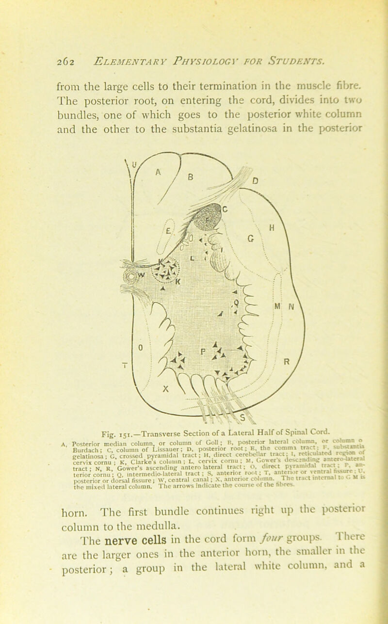 from the large cells to their termination in the muscle fibre. The posterior root, on entering the cord, divides into two bundles, one of which goes to the posterior white column and the other to the substantia gelatinosa in the posterior Fig. 151.—Transverse Section of a Lateral Half of Spinal Cord. Posterior median column, or column of Goll; B, posterior lateral column or « Burdach; c. column of Lissauer; D. posterior ‘ho ‘:omma tract : gelatinosa; G, crossed pyramidal tract; ti. direct cerebellar cervix cornu ; K, darkens column; L. cervix cornu; kl. Goners dcscsndii« an^^tCT^ tract; N, R, Gower's ascending antero lateral tr.act; O. direct Pf*'’*' lerior cornu; Q, intermediolateral tract ; S, anterior root ; T, posterior or do^ll fissure; w, central canal; -\. anterior column. The tract internal to G M is the mixed lateral column. The arrows Indicate the course of the hbres. horn. The first bundle continues right up the posterior column to the medulla. The nerve cells in the cord form four groups. T here are the larger ones in the anterior horn, the smaller in the posterior; a group in the lateral white column, and a