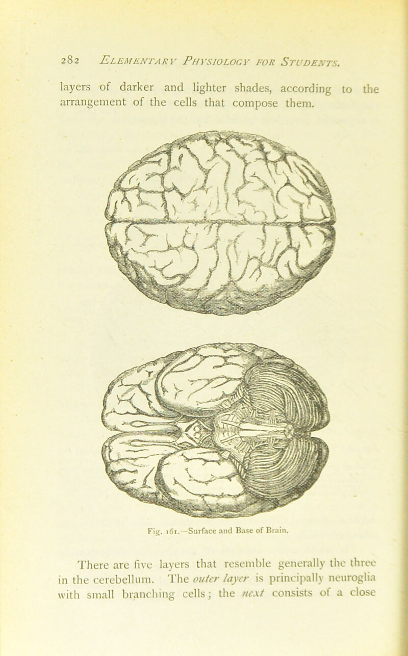 layers of darker and lighter shades, according to the arrangement of the cells that compose them. Fig. 161.—Surface and Base of Brain. There are five layers that resemble generally the three in the cerebellum. 'I’lie outer layer is principally neuroglia with small branching cells; the m.\t consists of a close