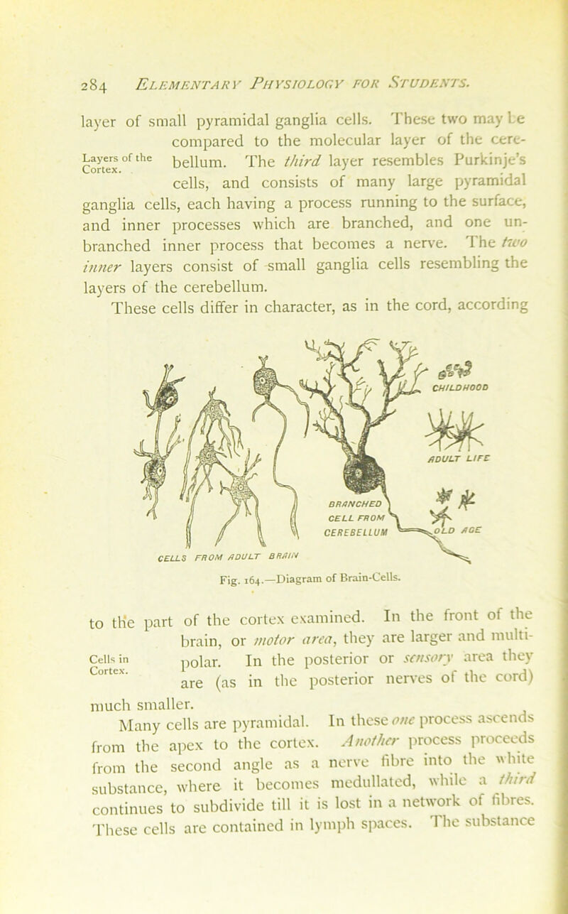 layer of small pyramidal ganglia cells. These two may he compared to the molecular layer of the cere- Layersofthe The third layer resembles Purkinje’s cells, and consists of many large pyramidal ganglia cells, each having a process running to the surface, and inner processes which are branched, and one un- branched inner process that becomes a nerve. The tiLw inner layers consist of small ganglia cells resembling the layers of the cerebellum. These cells differ in character, as in the cord, according to the part of the cortex examined. In the front of the brain, or motor circo, they are larger and iiiulti- Ceiuin polar. In the posterior or sensory area they are (as in the posterior nerves of the cord) much smaller. Many cells are pyramidal. In these one process ascends from the apex to the cortex. Another process proceeds from the second angle as a nerve fibre into the white substance, where it becomes medullatcd, while a third continues to subdivide till it is lost in a network of fibres. These cells are contained in lymjih spaces. 1 he substance