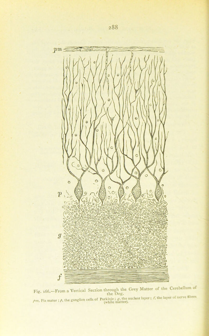 1 288 Fie I66 -From a Vertical Section through the Grey Matter of the Cerebellum of the Oog. /»,. Pia mater ; A the ganglion colls of PurHnie = A,nuclear layer; /; the layer of nerve fibres