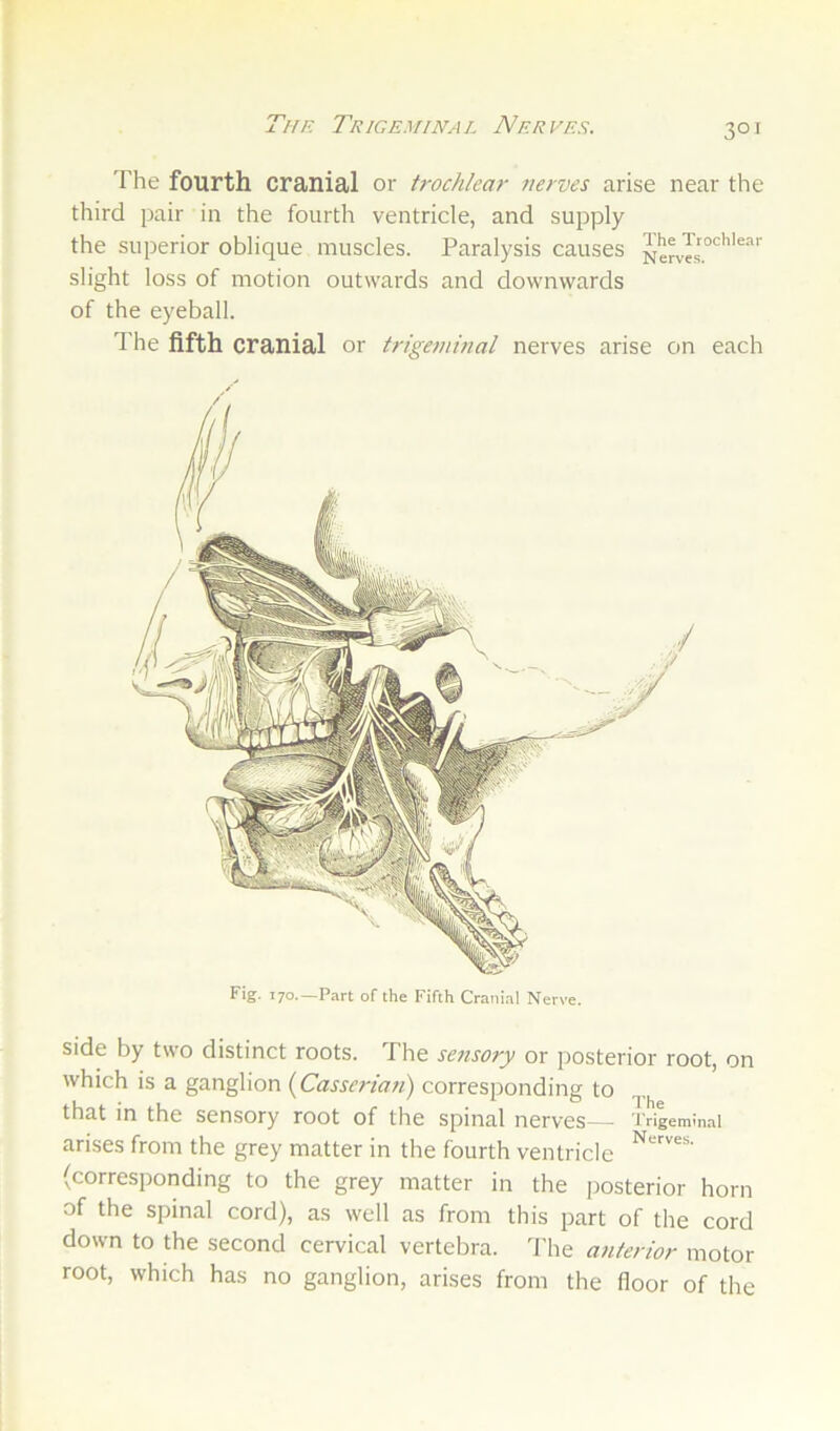 The fourth cranial or trochlear nerves arise near the third pair in the fourth ventricle, and supply the superior oblique muscles. Paralysis causes slight loss of motion outwards and downwards of the eyeball. d he fifth cranial or trigeminal nerves arise on each Fig. 170.—Part of the Fifth Cranial Nerve. side by two distinct roots. The sensory or posterior root, on which is a ganglion {Gasserian) corresponding to that in the sensory root of the spinal nerves— i'ri|eminai arises from the grey matter in the fourth ventricle (corresponding to the grey matter in the posterior horn of the spinal cord), as well as from this part of the cord down to the second cervical vertebra, d'he anterior motor root, which has no ganglion, arises from the floor of the